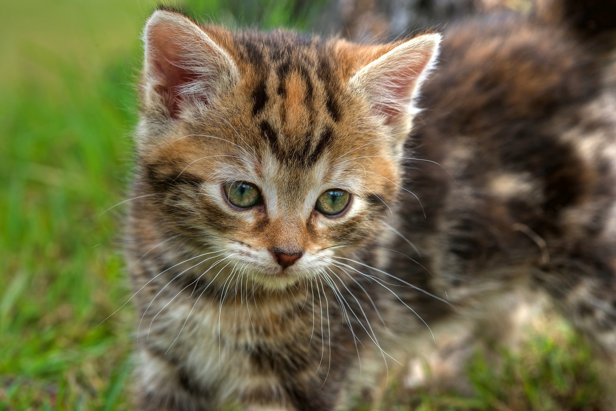 A tabby kitten with green eyes in the grass HD Wallpaper