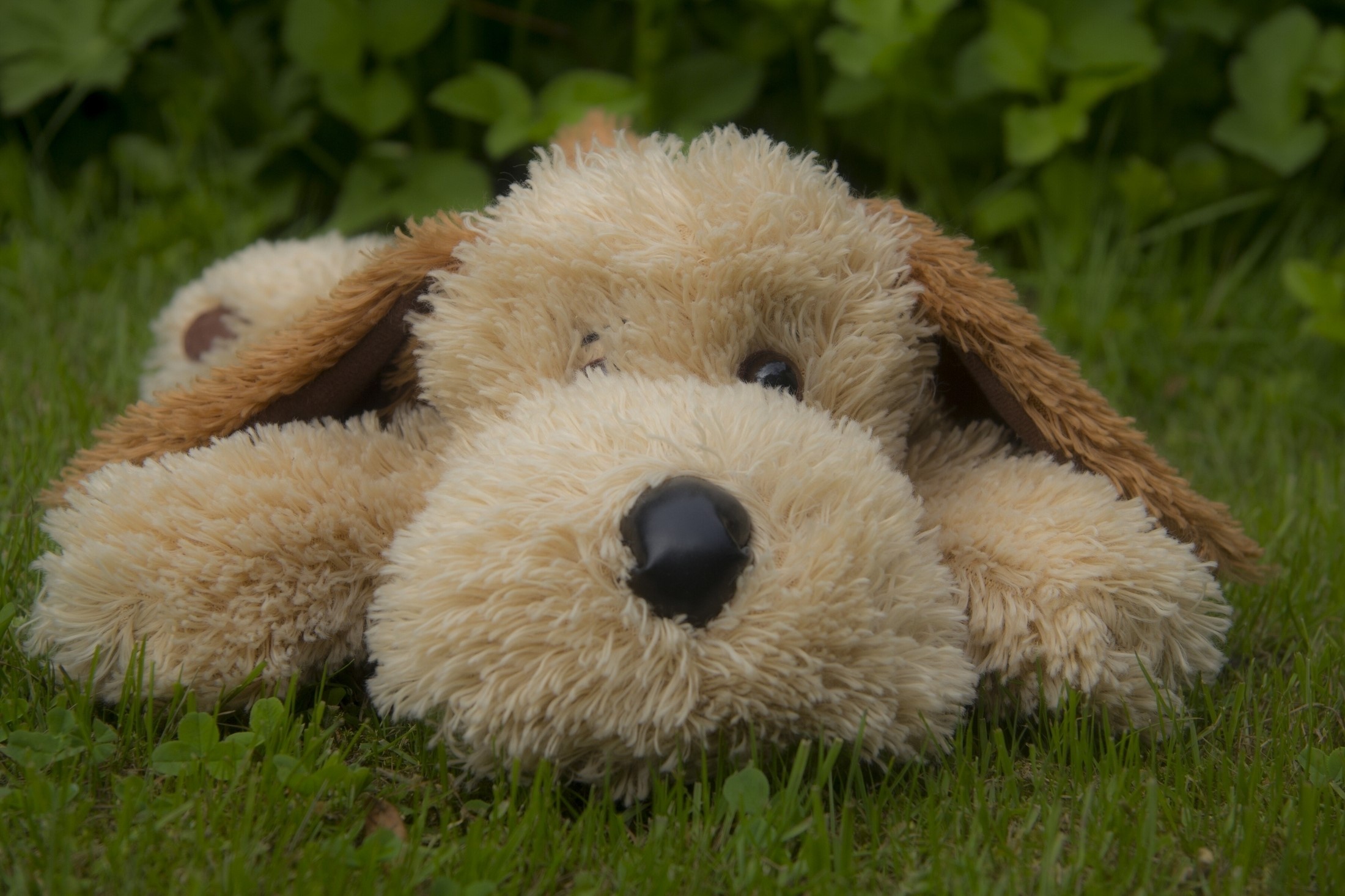 Plush dog lying on grass HD Wallpaper