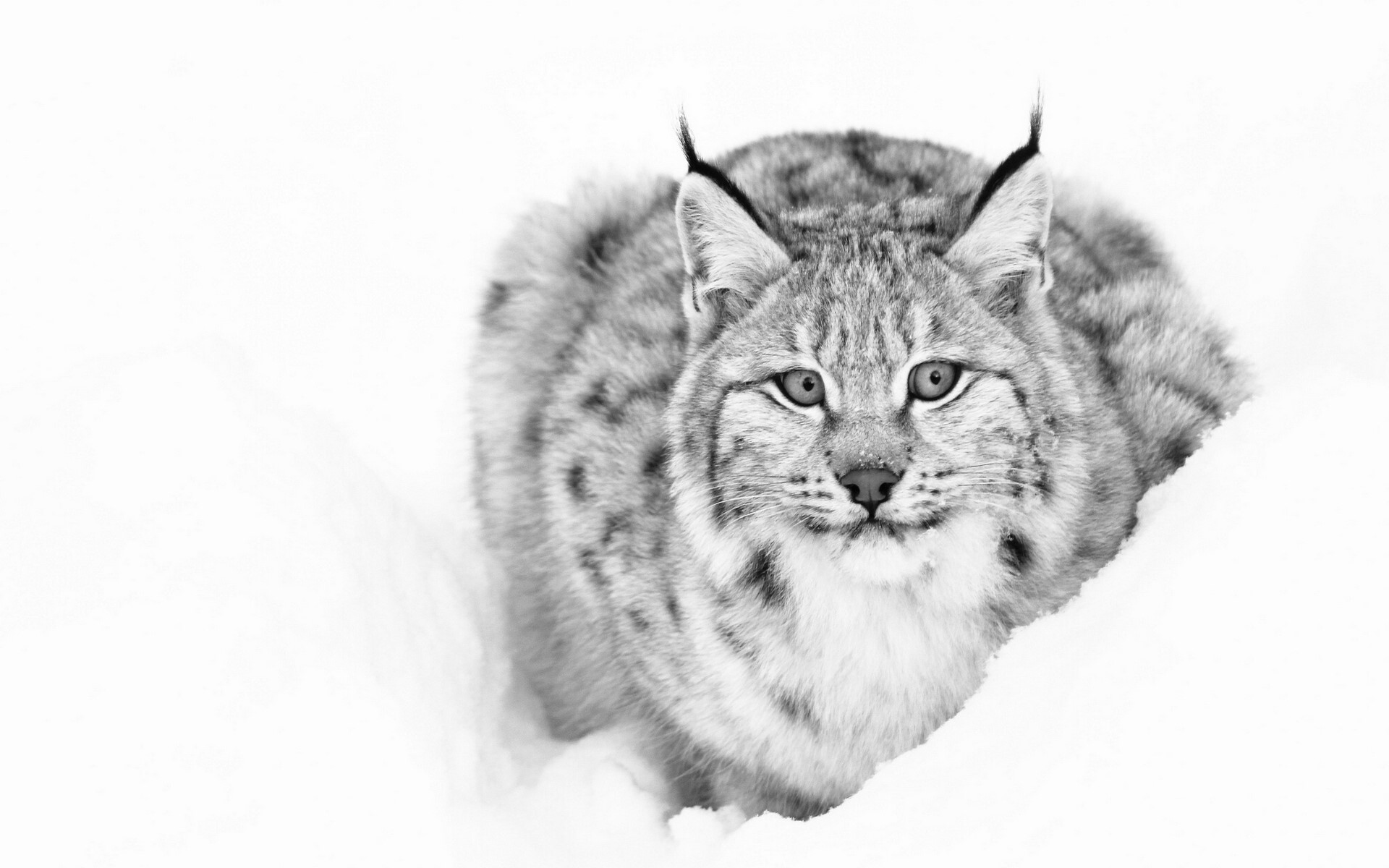 Lynx sitting in the snow HD Wallpaper