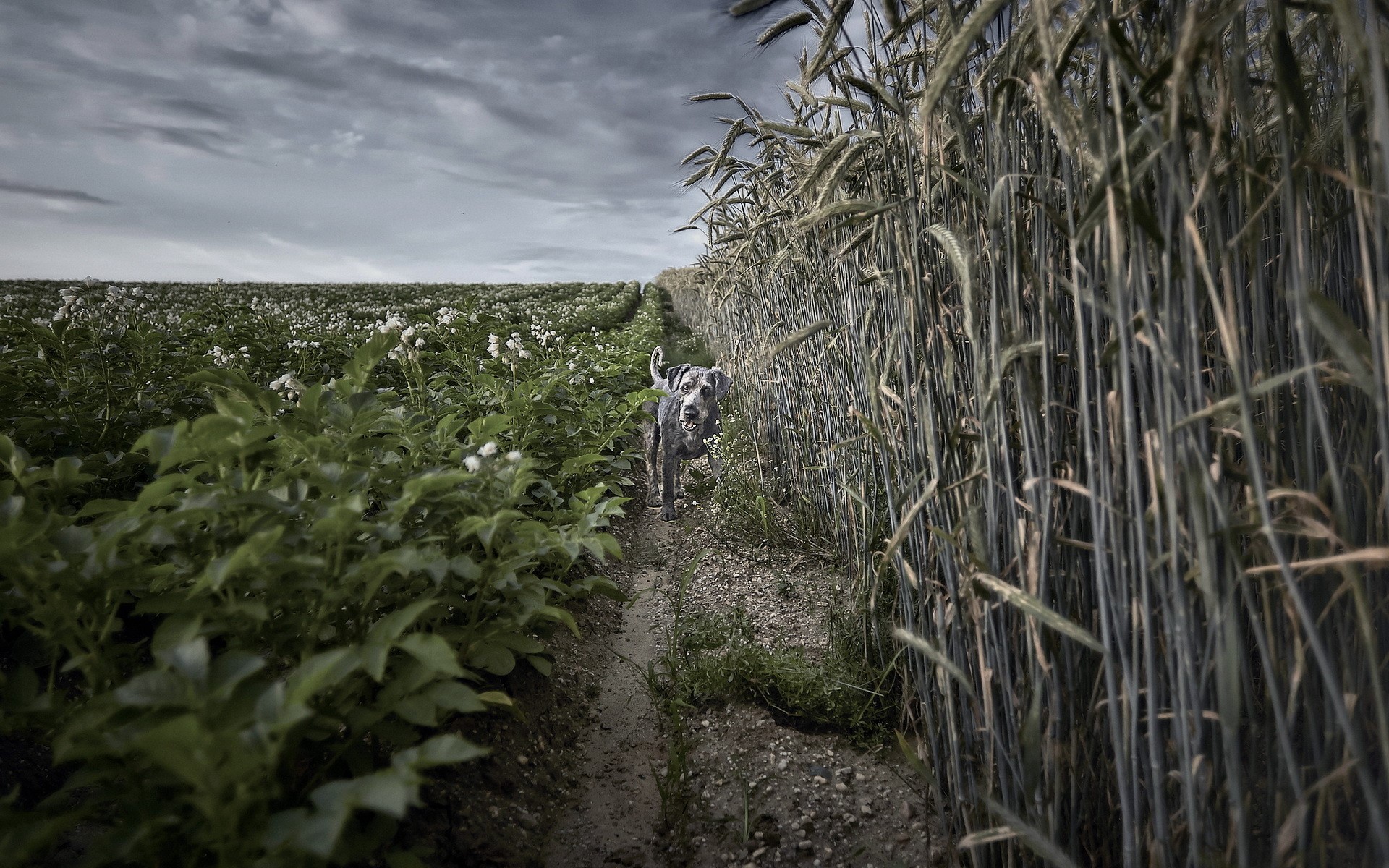 Dog walking on a path between fields HD Wallpaper