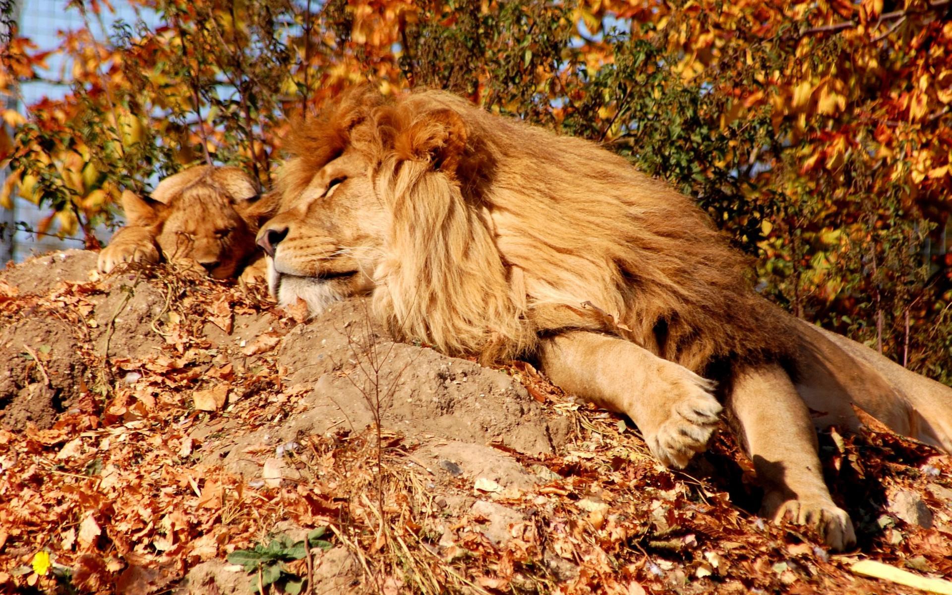 Lion and cub sleeping on a rocky hill HD Wallpaper