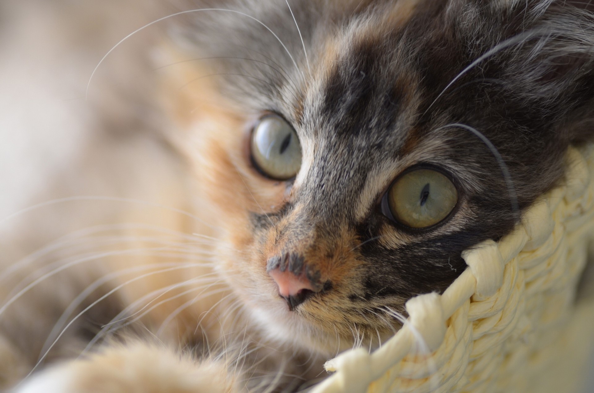 Close-up of a calico kitten's face HD Wallpaper