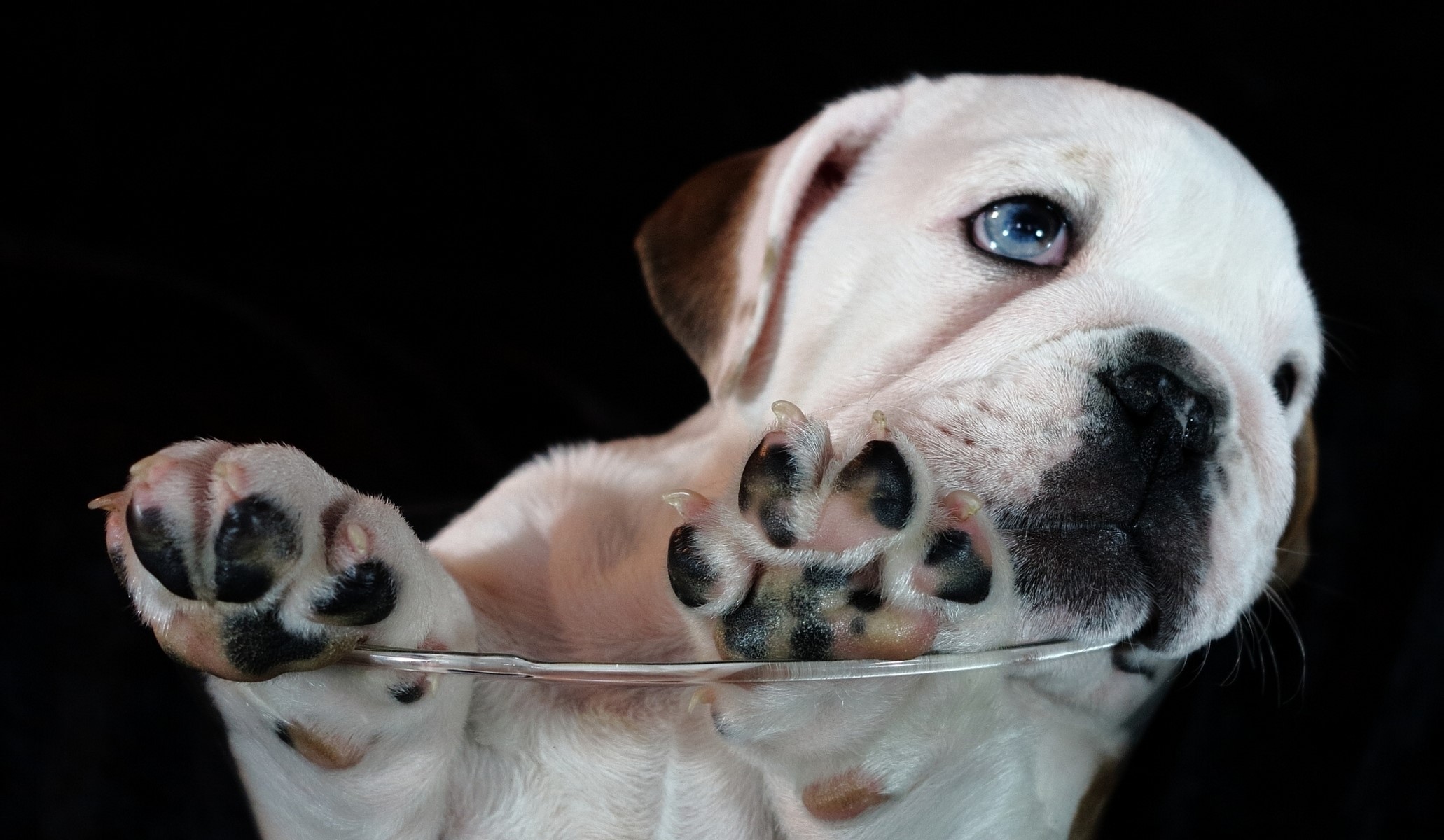 White Bulldog puppy with blue eyes on black background HD Wallpaper