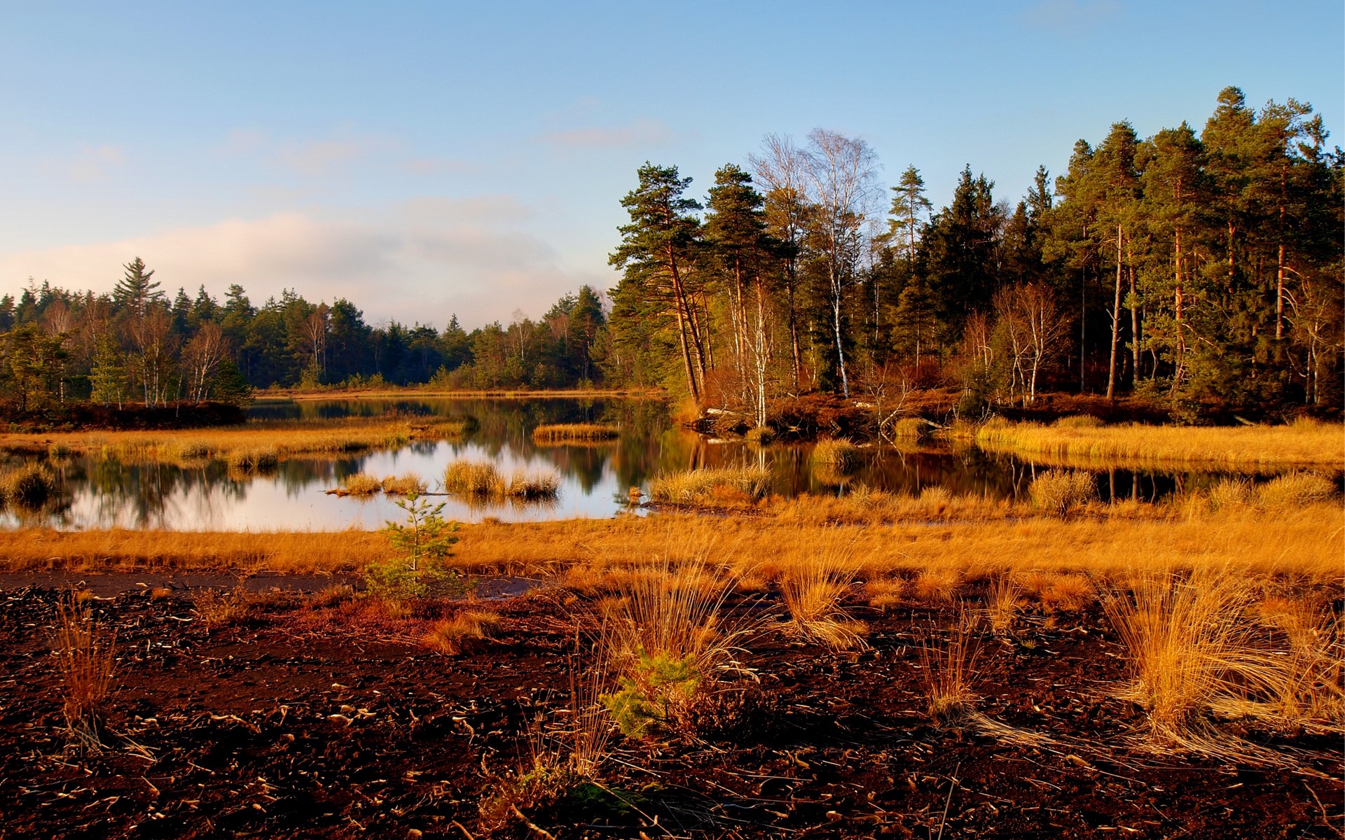 Autumnal bog with a lake and pine forest HD Wallpaper