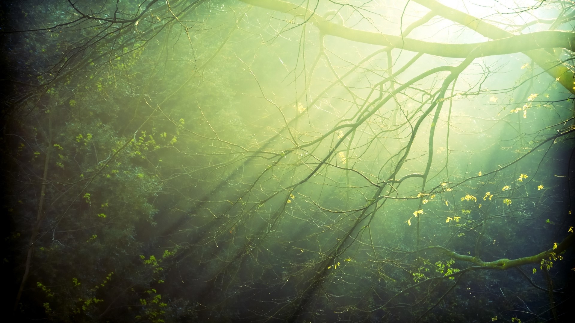 Sunlight filtering through tree branches in a forest HD Wallpaper