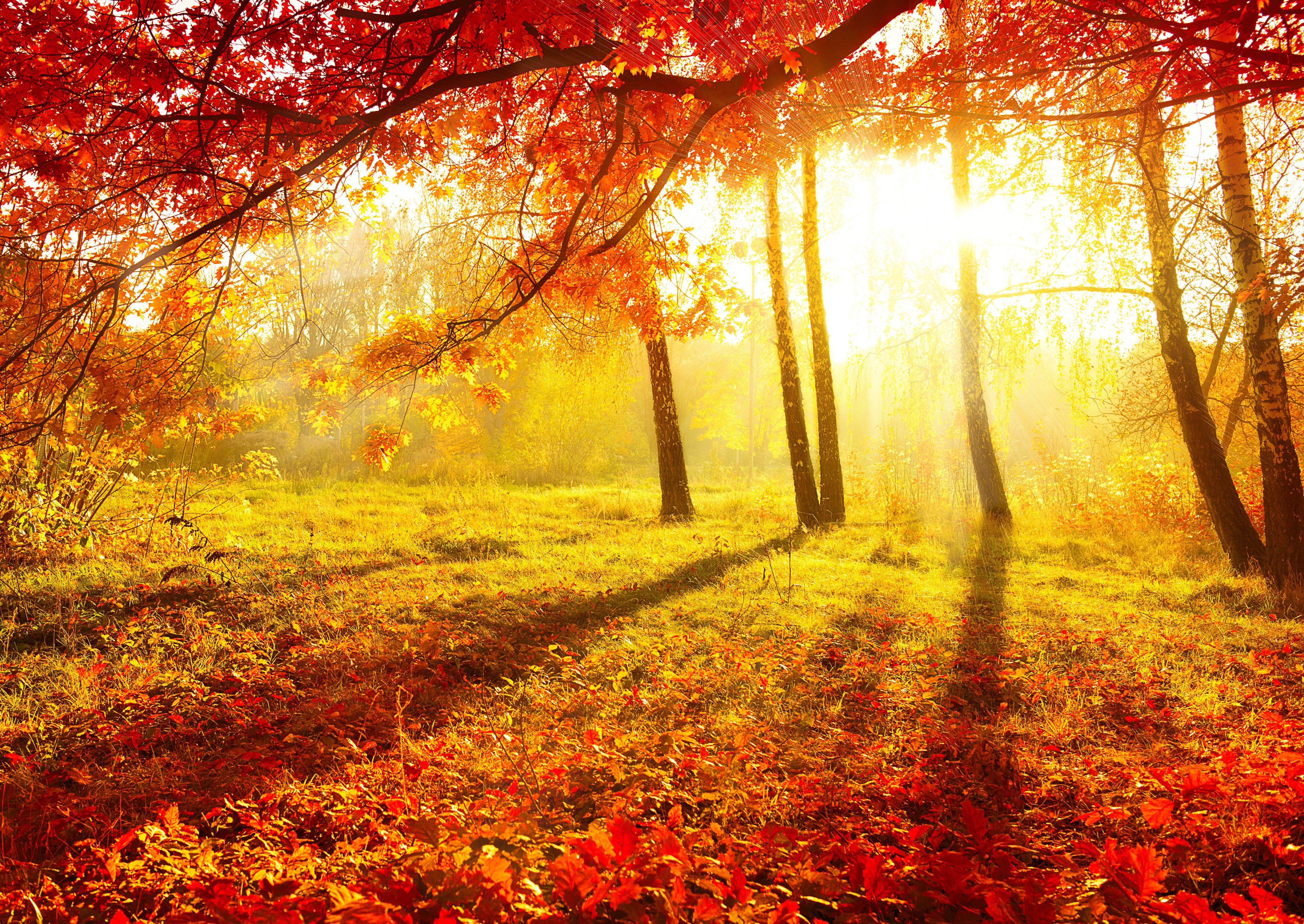 4K Autumn Sunrise with Trees and Rays of Light HD Wallpaper