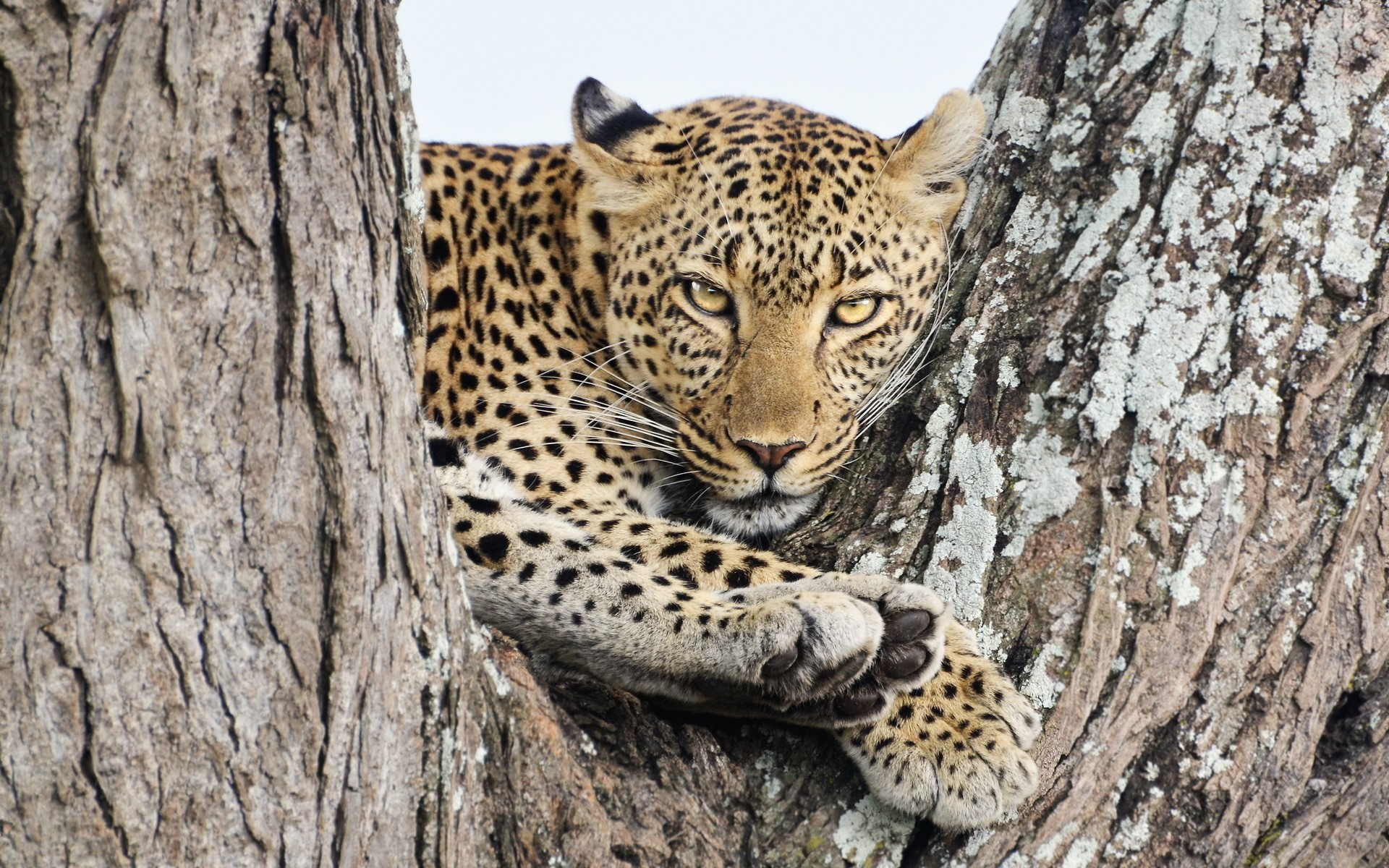 Leopard resting on a tree trunk HD Wallpaper