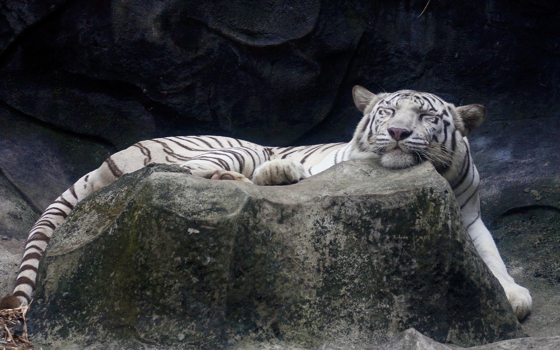 White tiger resting on a rock HD Wallpaper