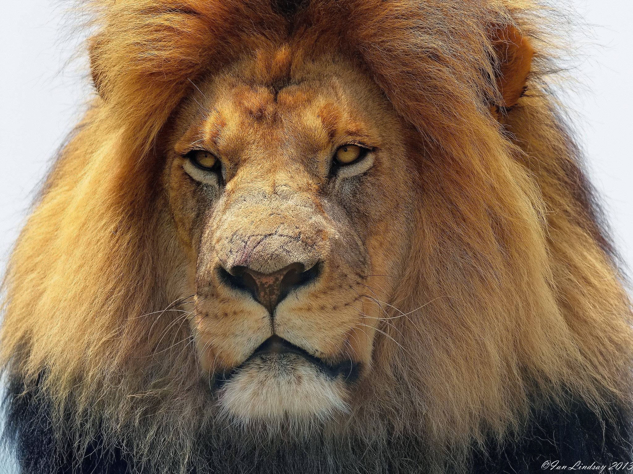 Close-up of a male lion's face HD Wallpaper