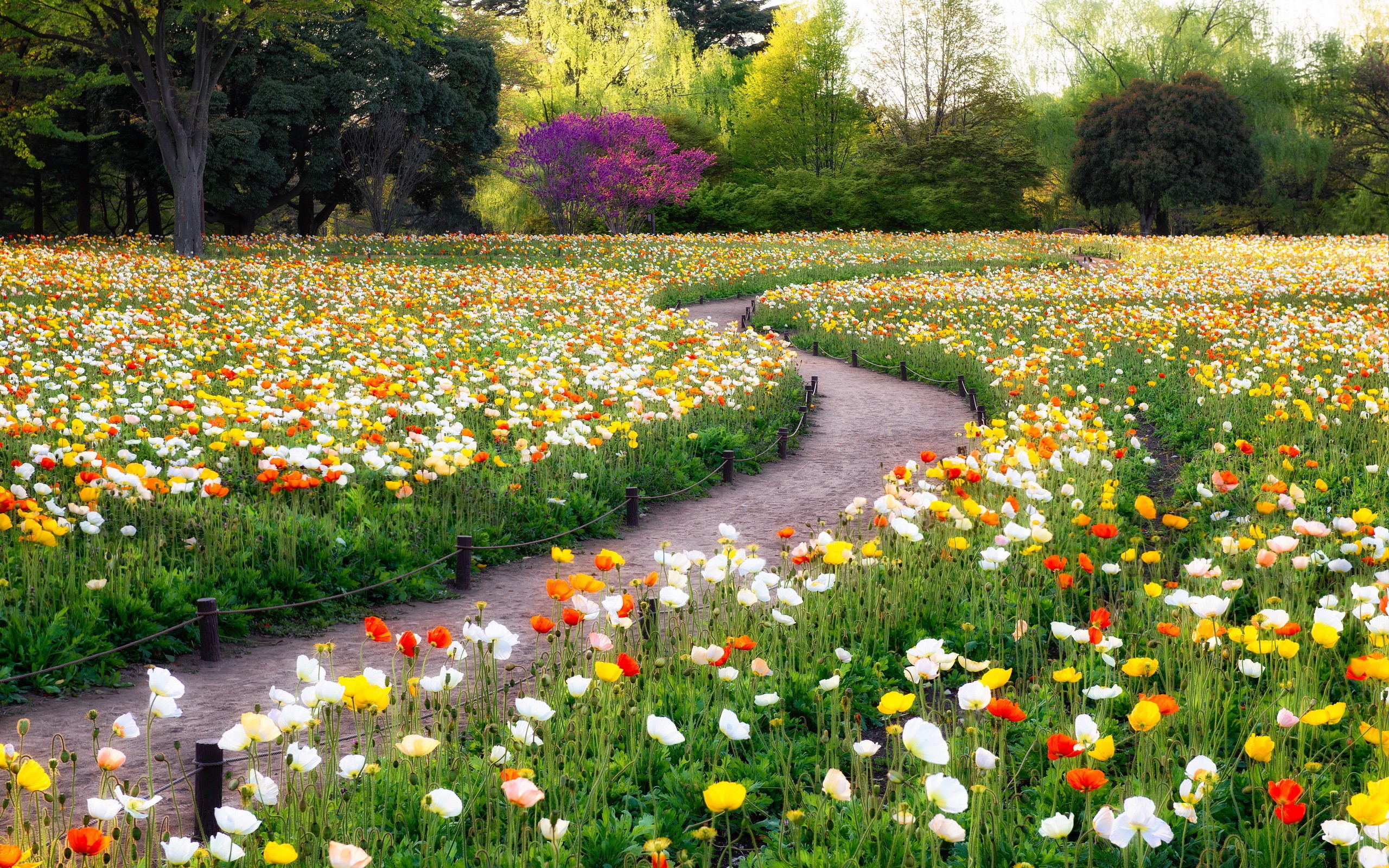 A winding path through a field of colorful poppies in a park HD Wallpaper