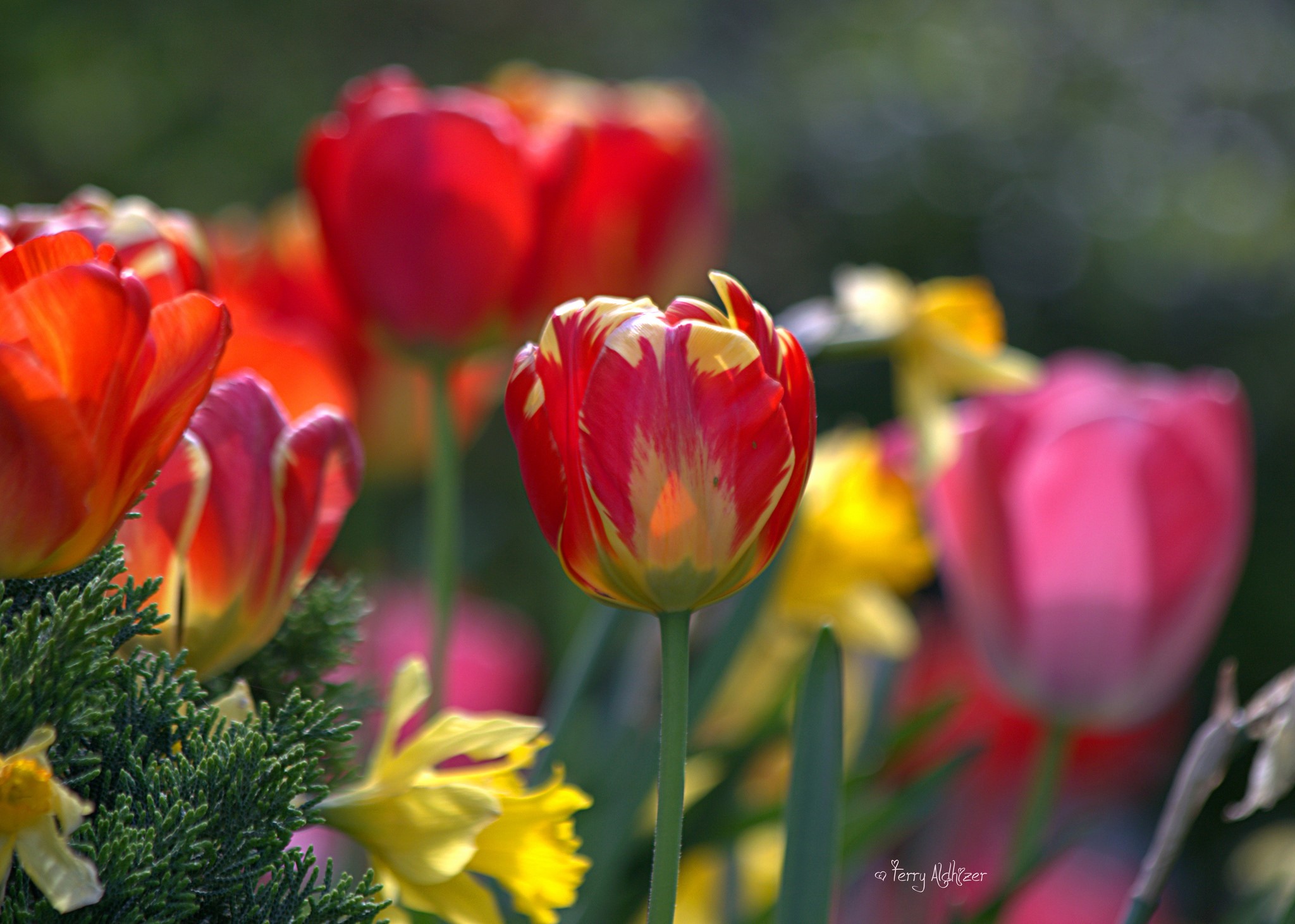 Red and yellow tulips with daffodils HD Wallpaper