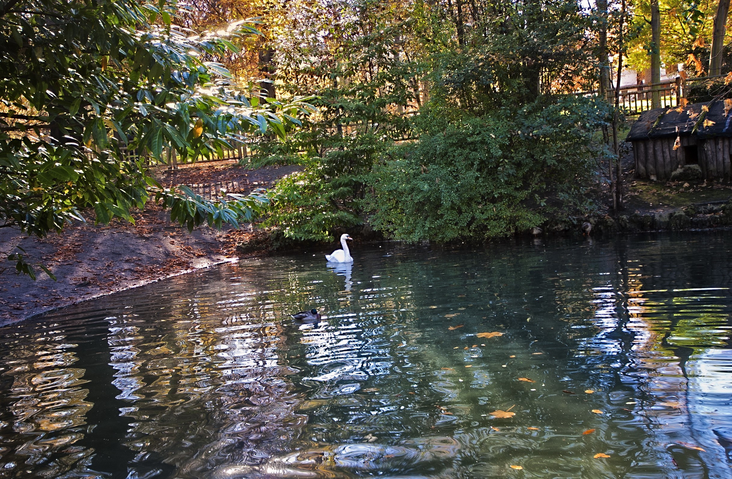 Swan and duck on a pond in a park HD Wallpaper