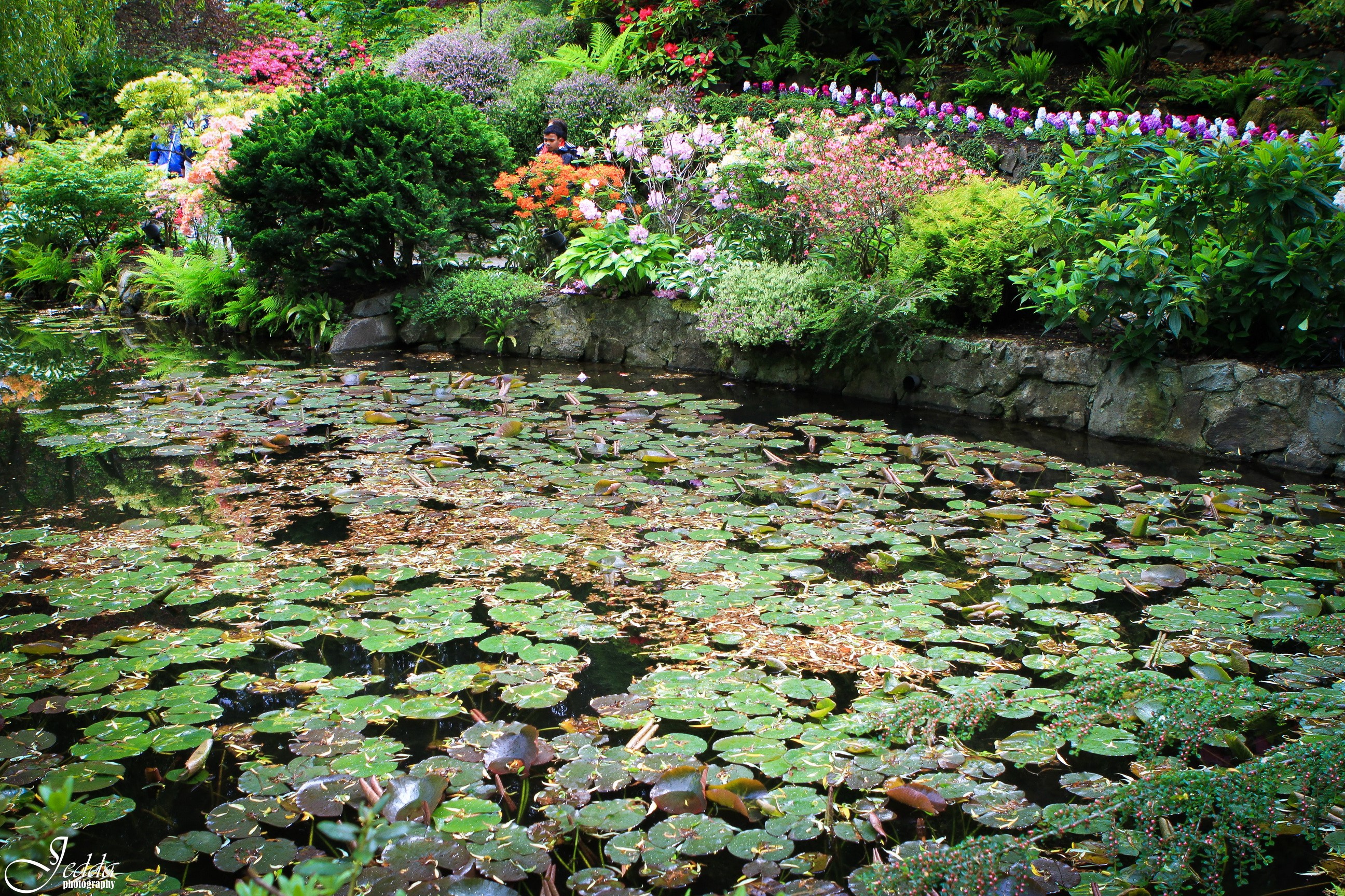 Butchart Gardens Canada Water Lilies Pond HD Wallpaper