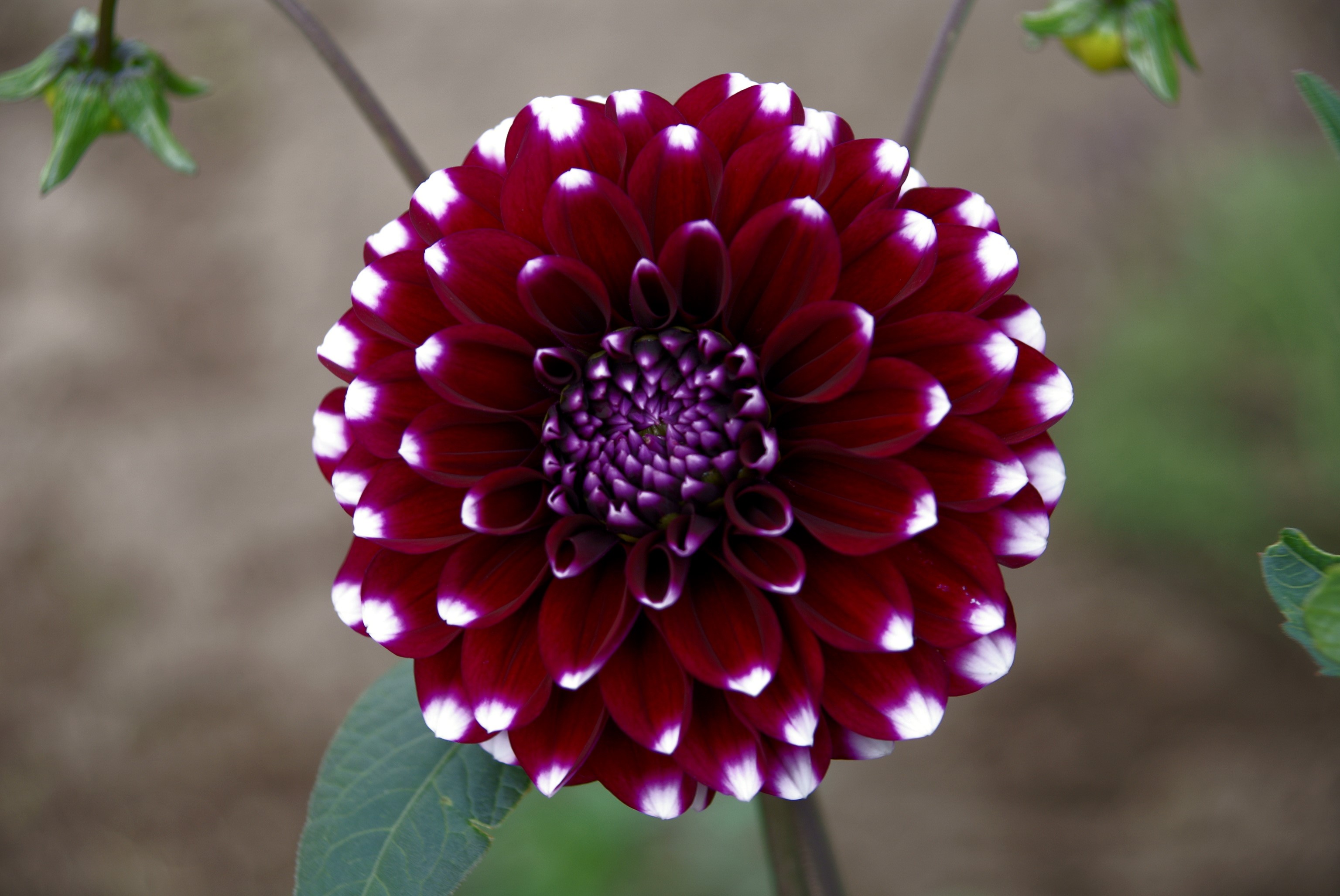 Close-up of a dark red dahlia flower with white tips HD Wallpaper