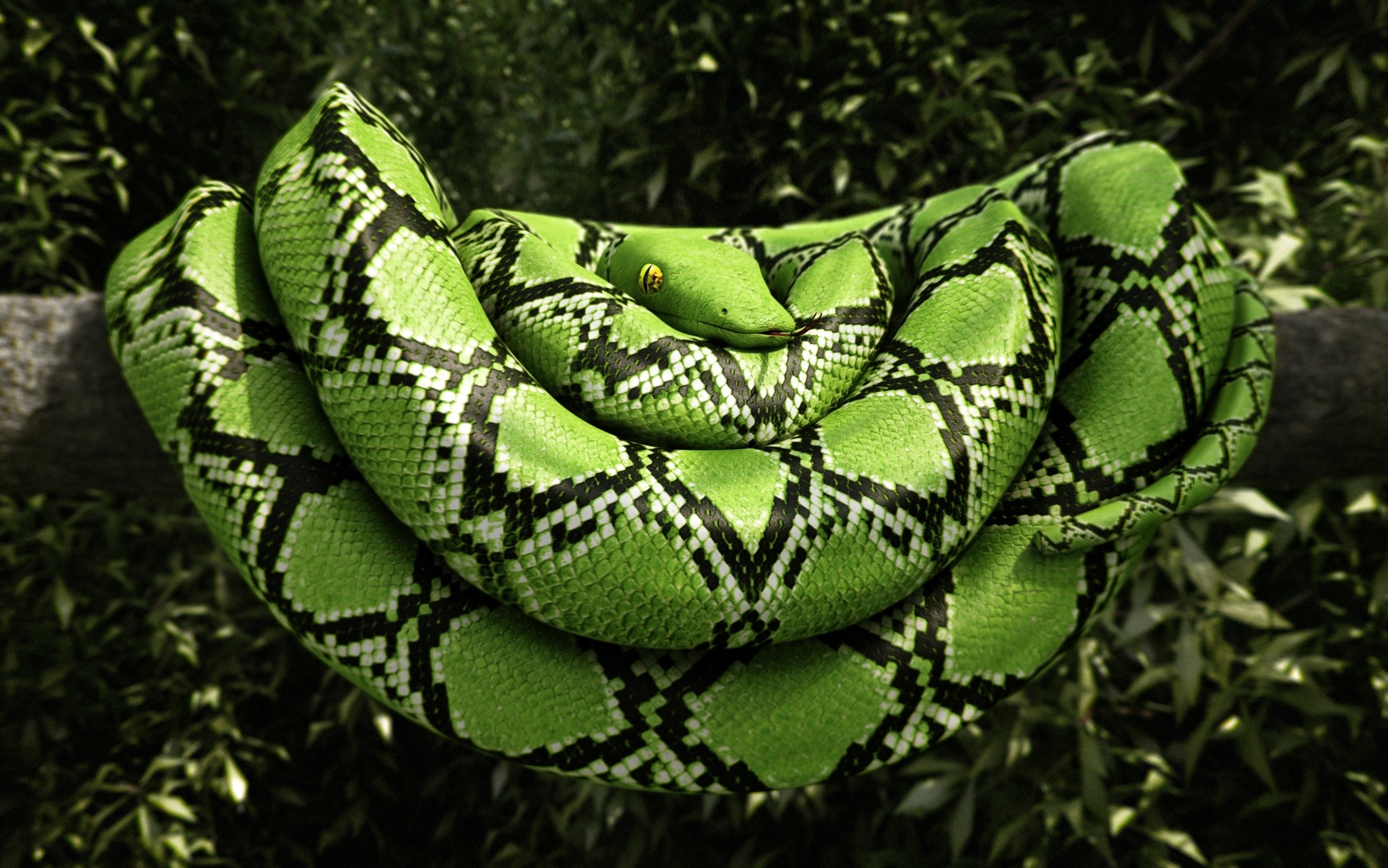 Green snake coiled on a branch HD Wallpaper