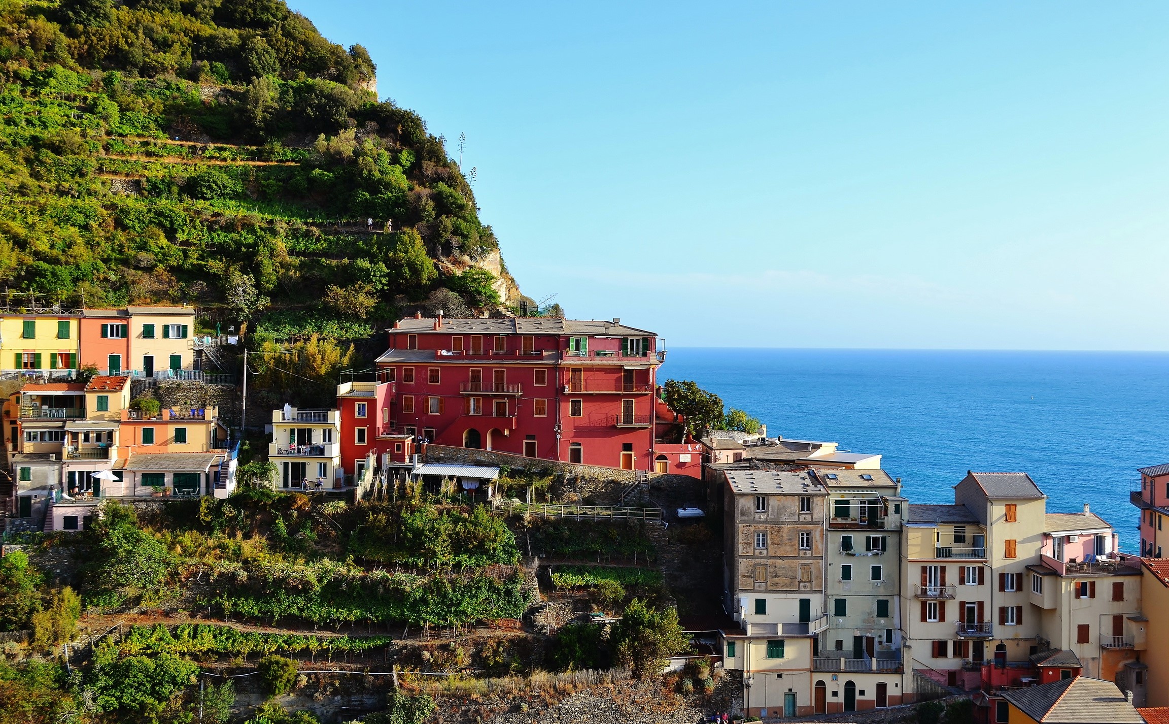 Colorful houses on a hillside overlooking the sea in Manarola, Italy HD Wallpaper
