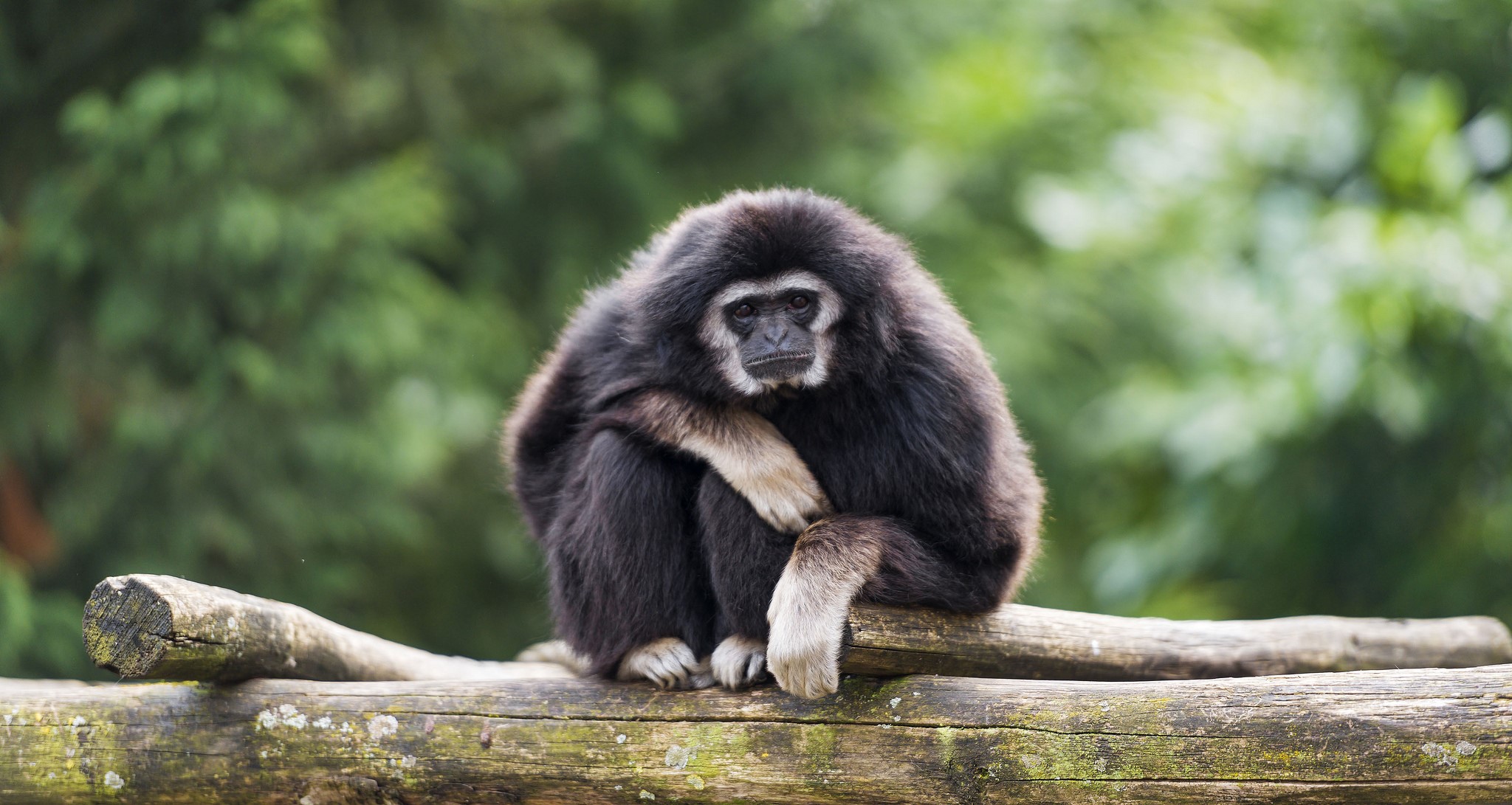 A gibbon sits on a log in front of trees HD Wallpaper