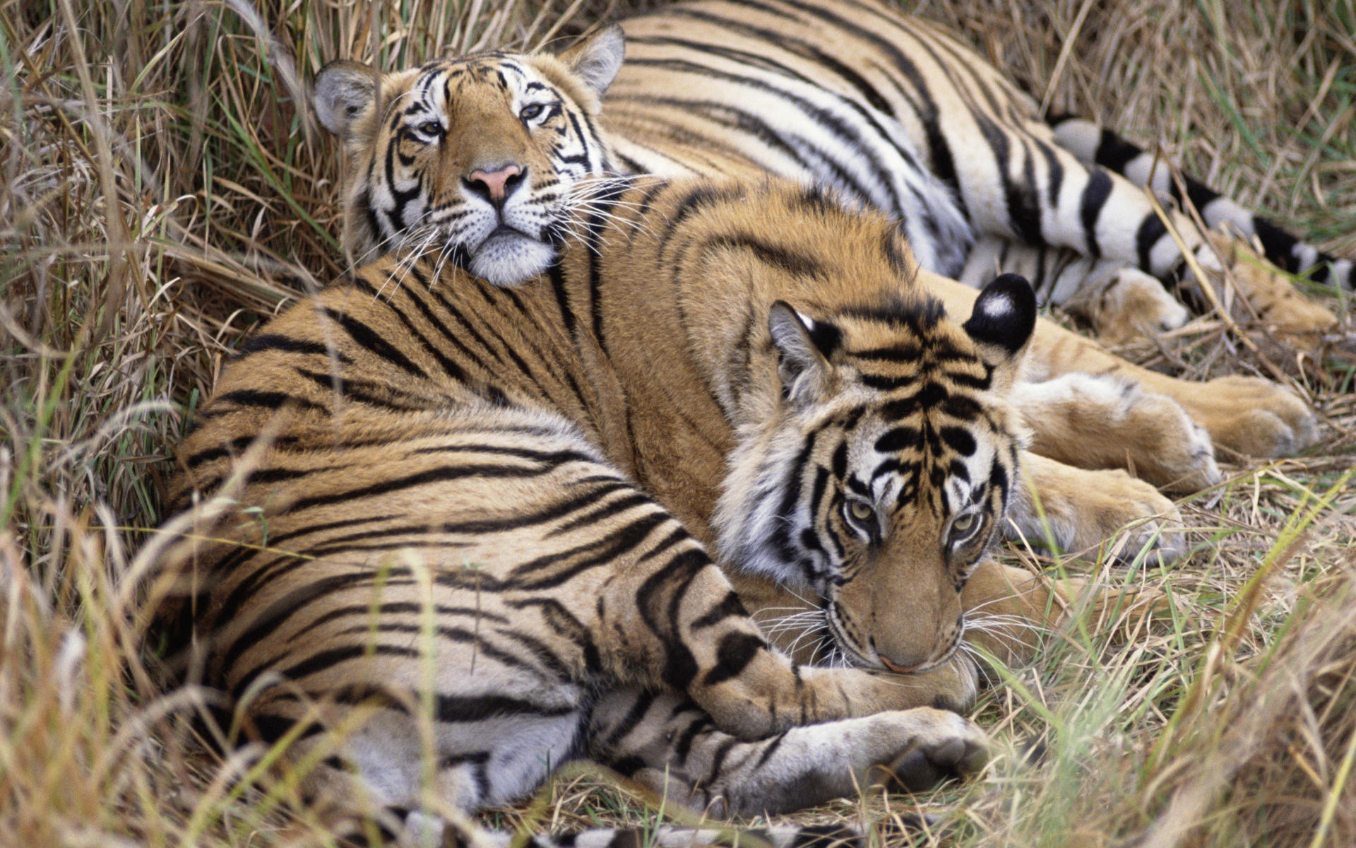 Two tigers resting in tall grass HD Wallpaper