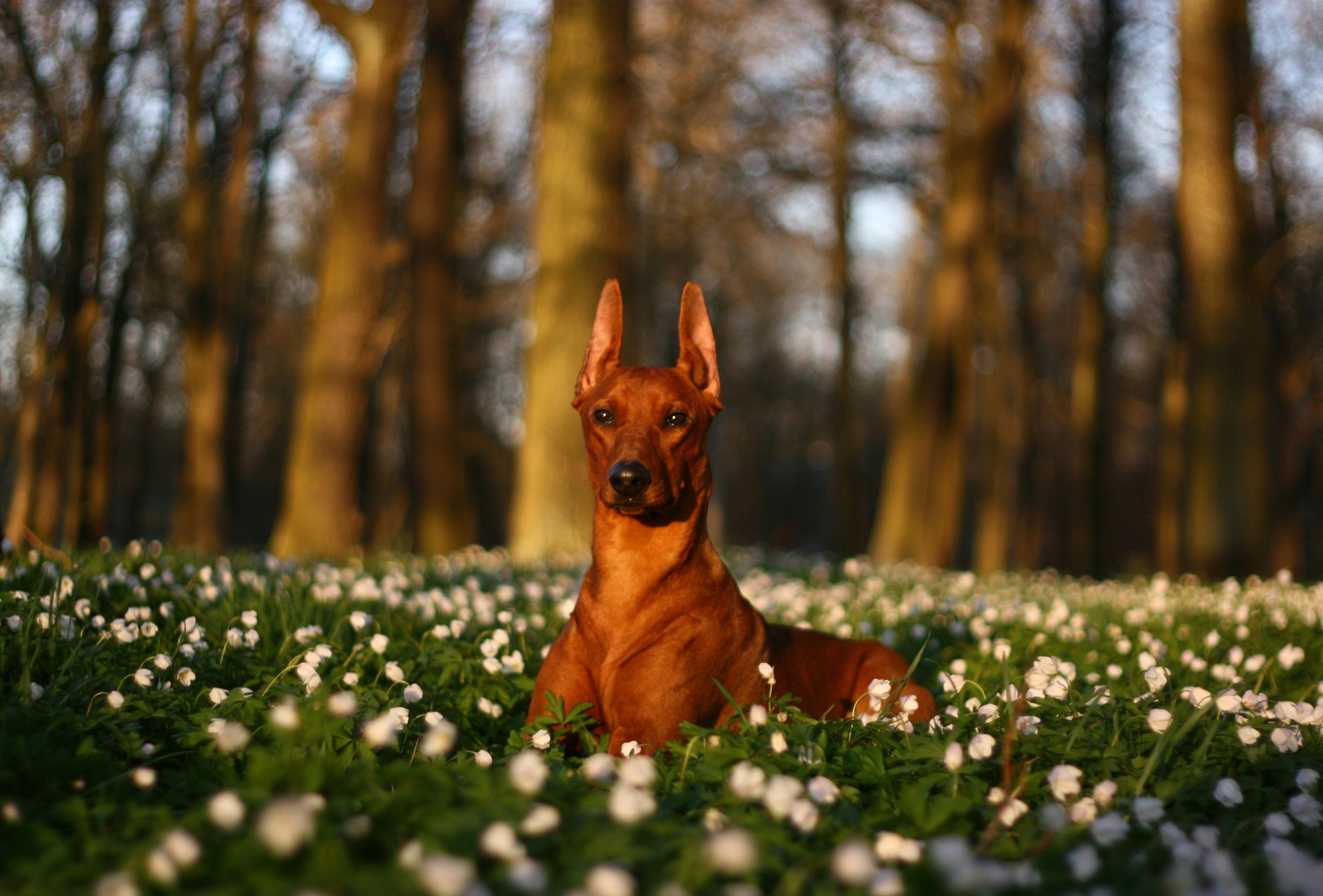 Brown Pinscher dog lying in a field of white flowers HD Wallpaper