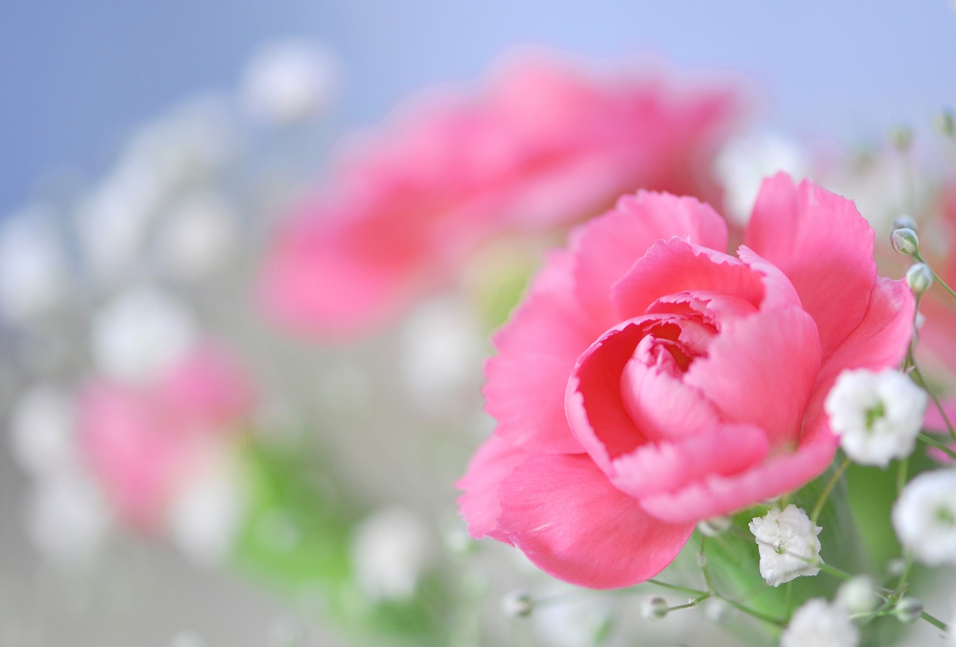 Pink Carnations and Baby's Breath Flowers HD Wallpaper