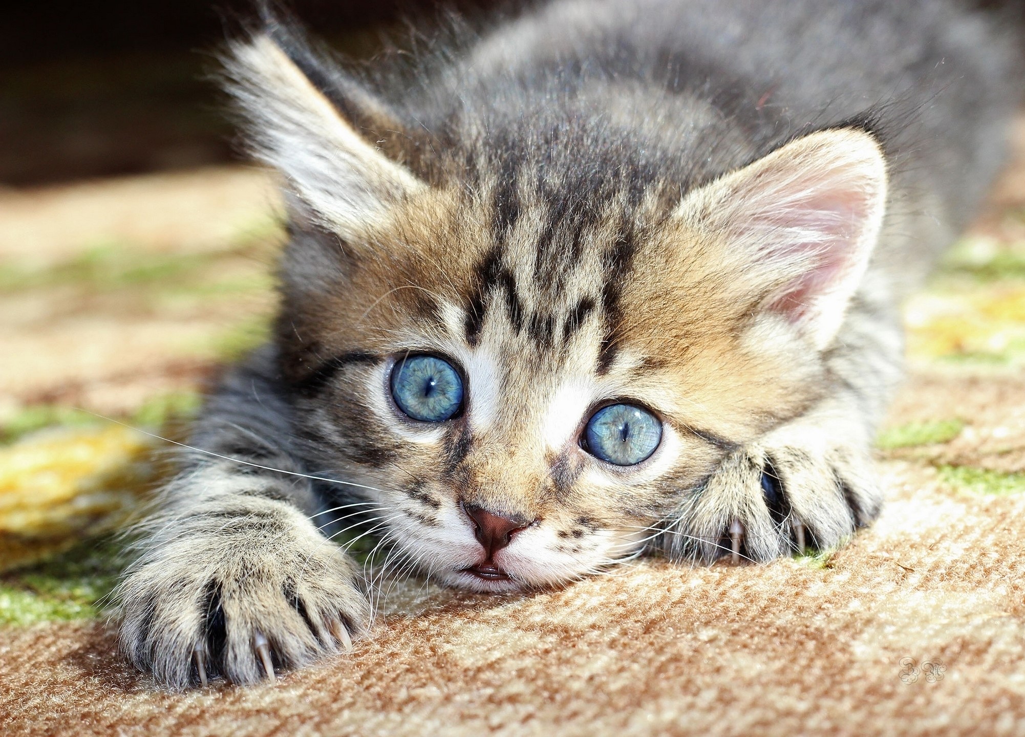 Close-up of a tabby kitten with blue eyes HD Wallpaper