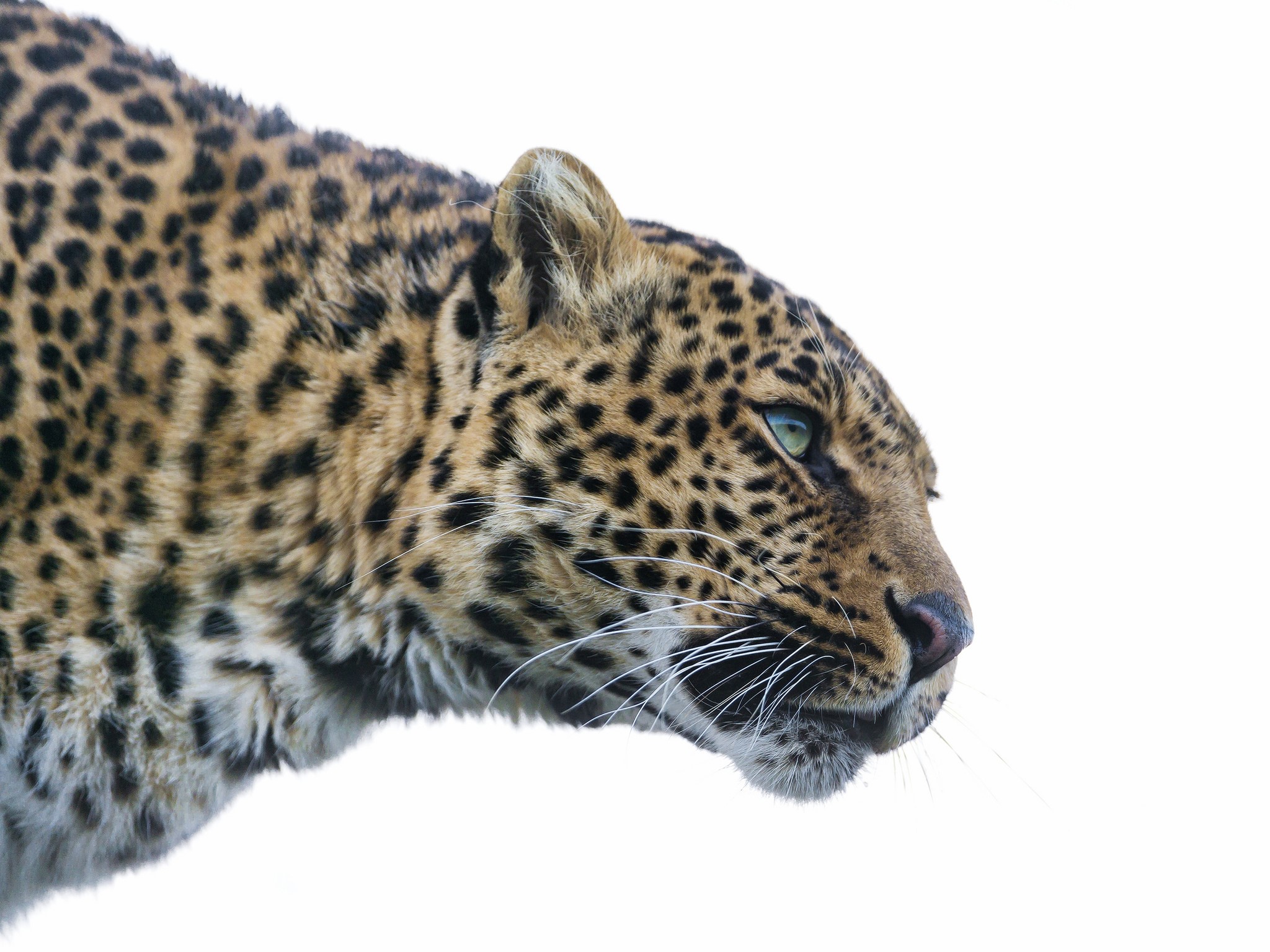 Leopard's Head in Profile HD Wallpaper