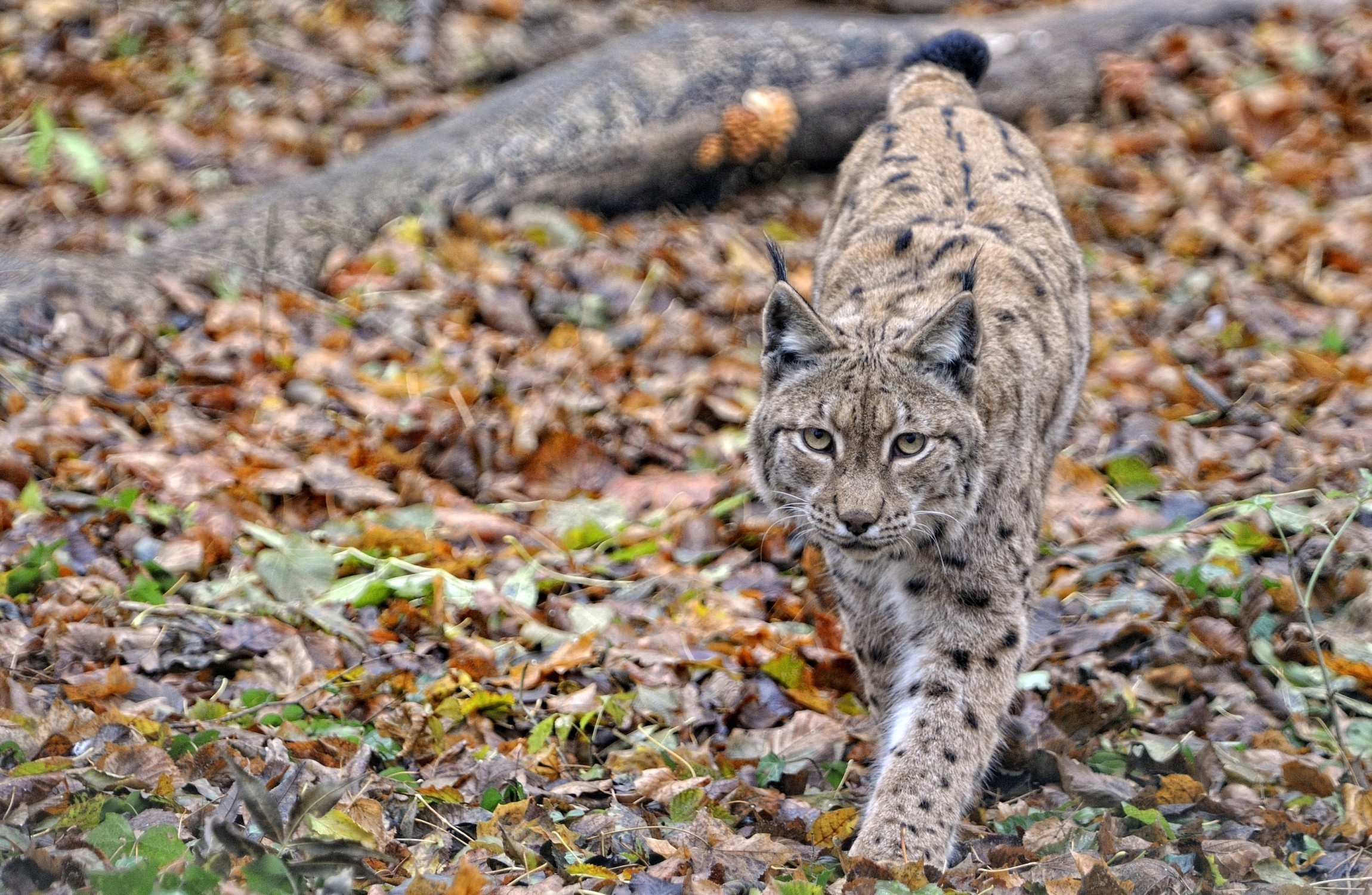 Lynx walking through autumn foliage HD Wallpaper