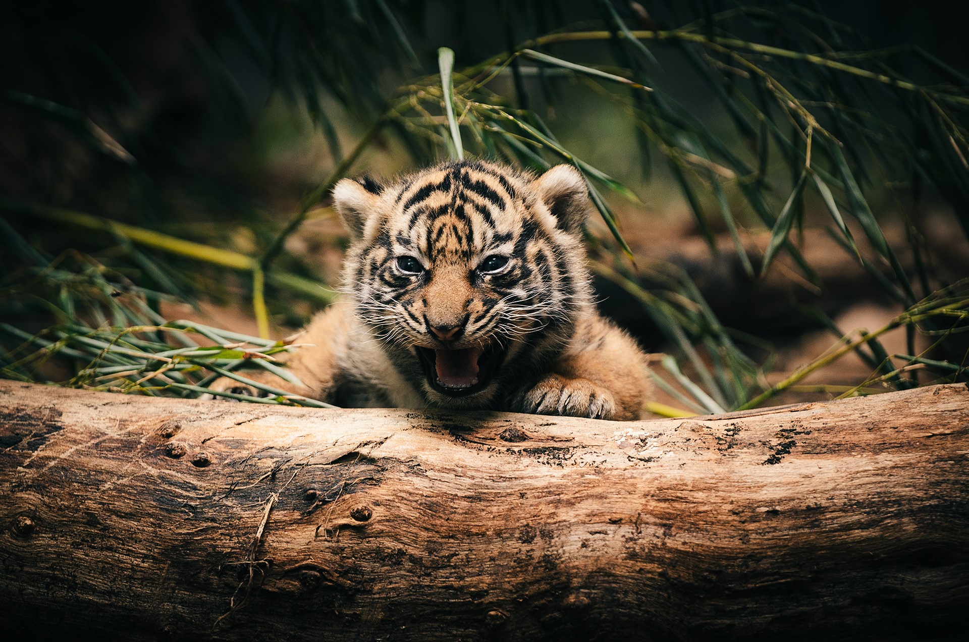 Tiger cub roaring on a log HD Wallpaper