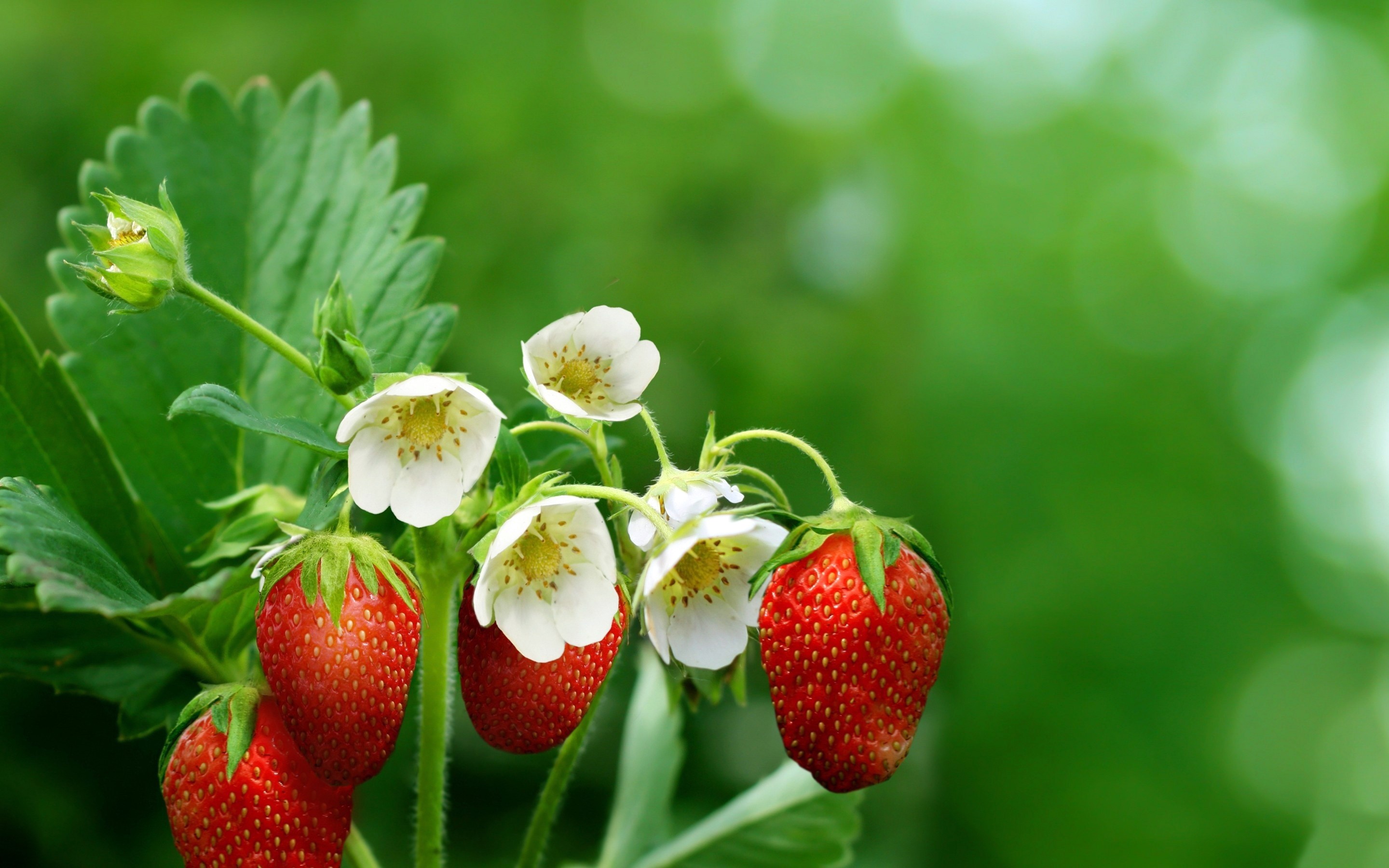 Strawberry plant with ripe fruits and white flowers HD Wallpaper