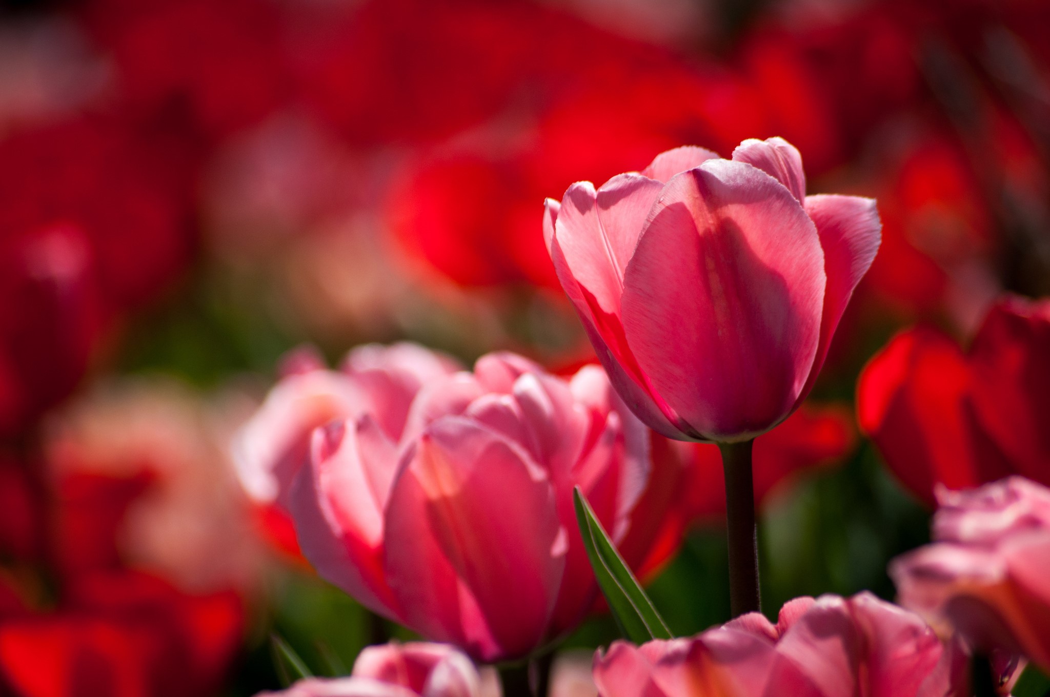 Pink and red tulips in a field HD Wallpaper