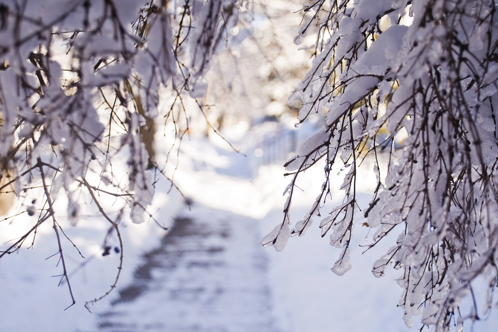 Snow-covered branches over a snowy path HD Wallpaper