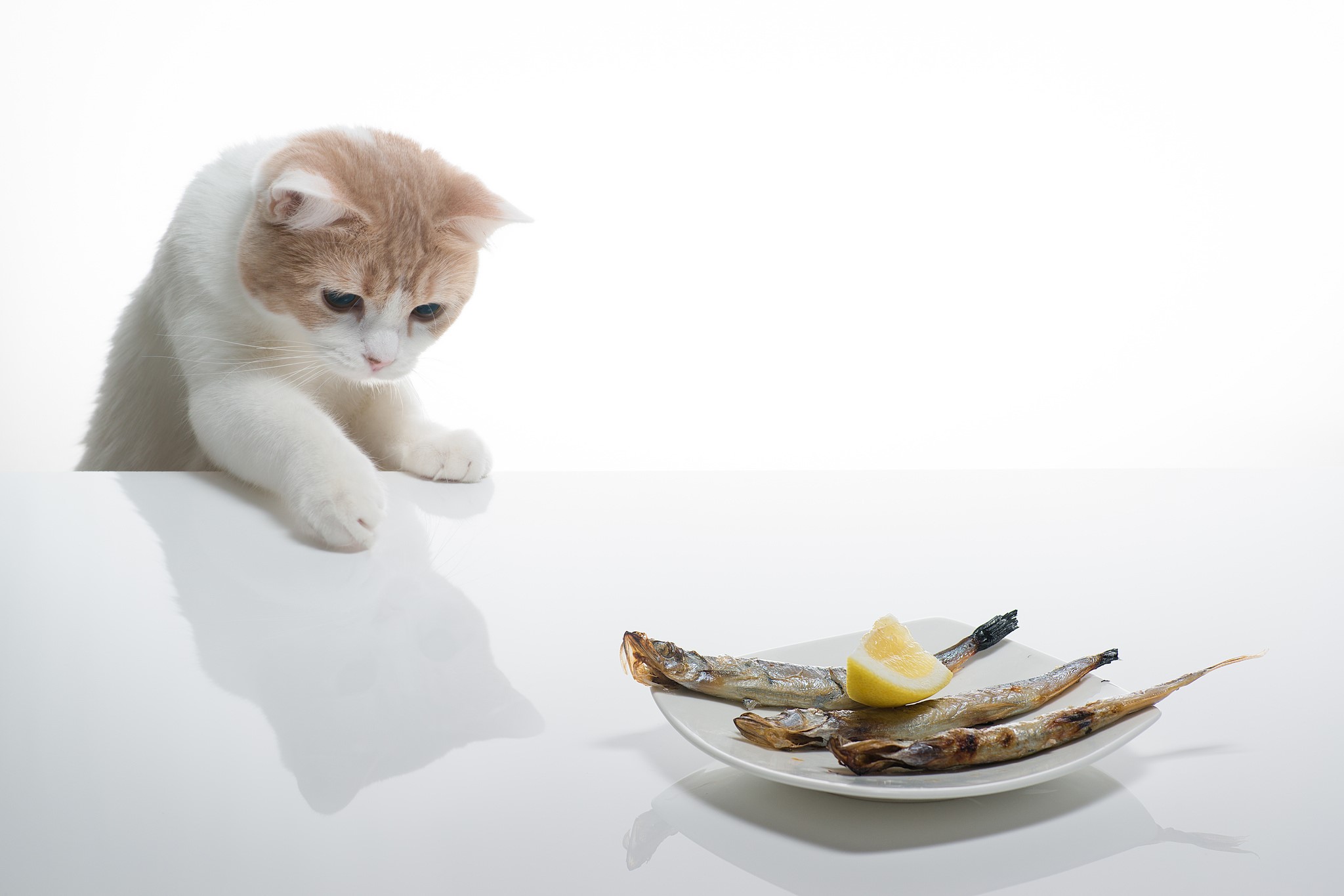 Cat looking at a plate of fish HD Wallpaper