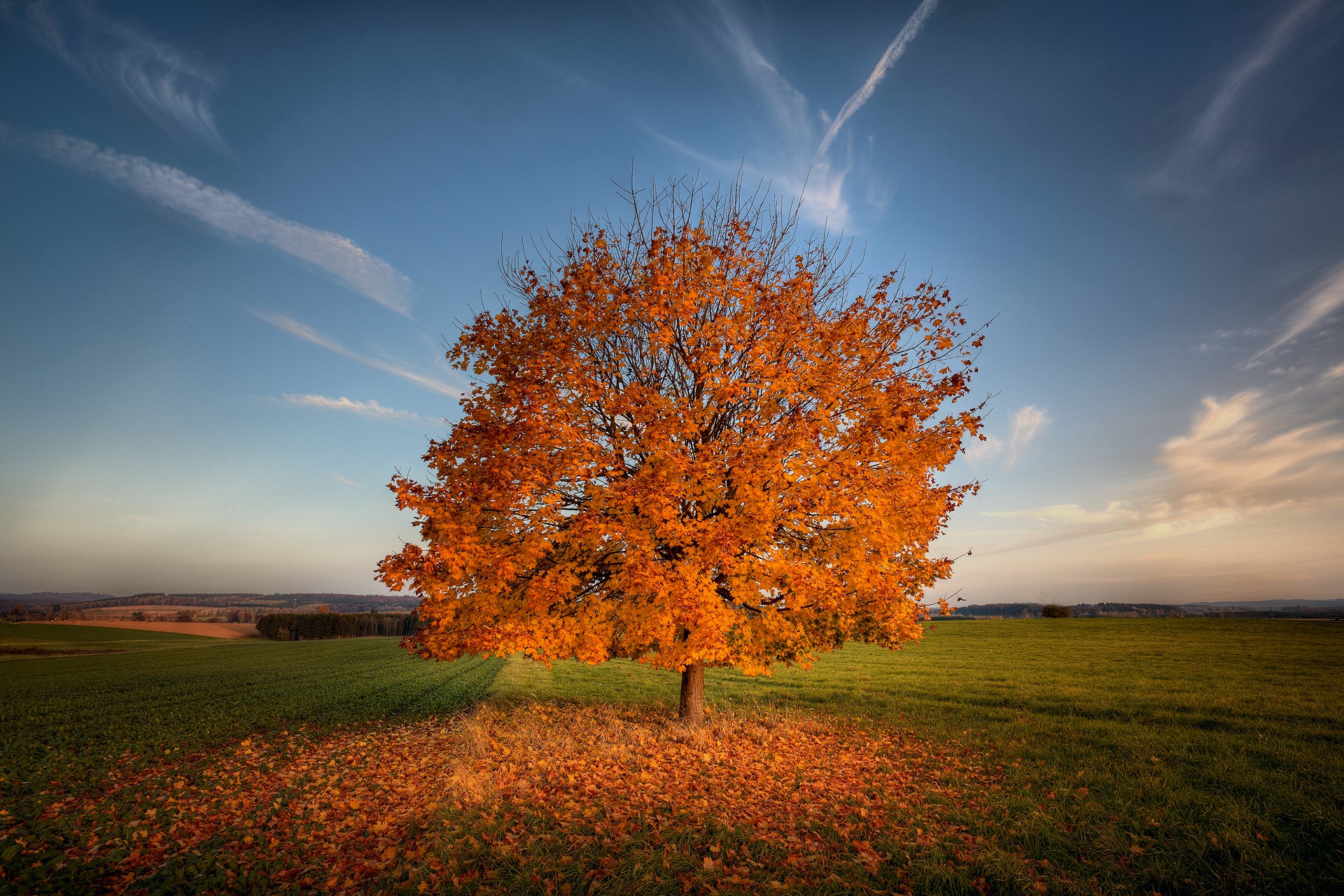 Autumn tree in a field with fallen leaves HD Wallpaper
