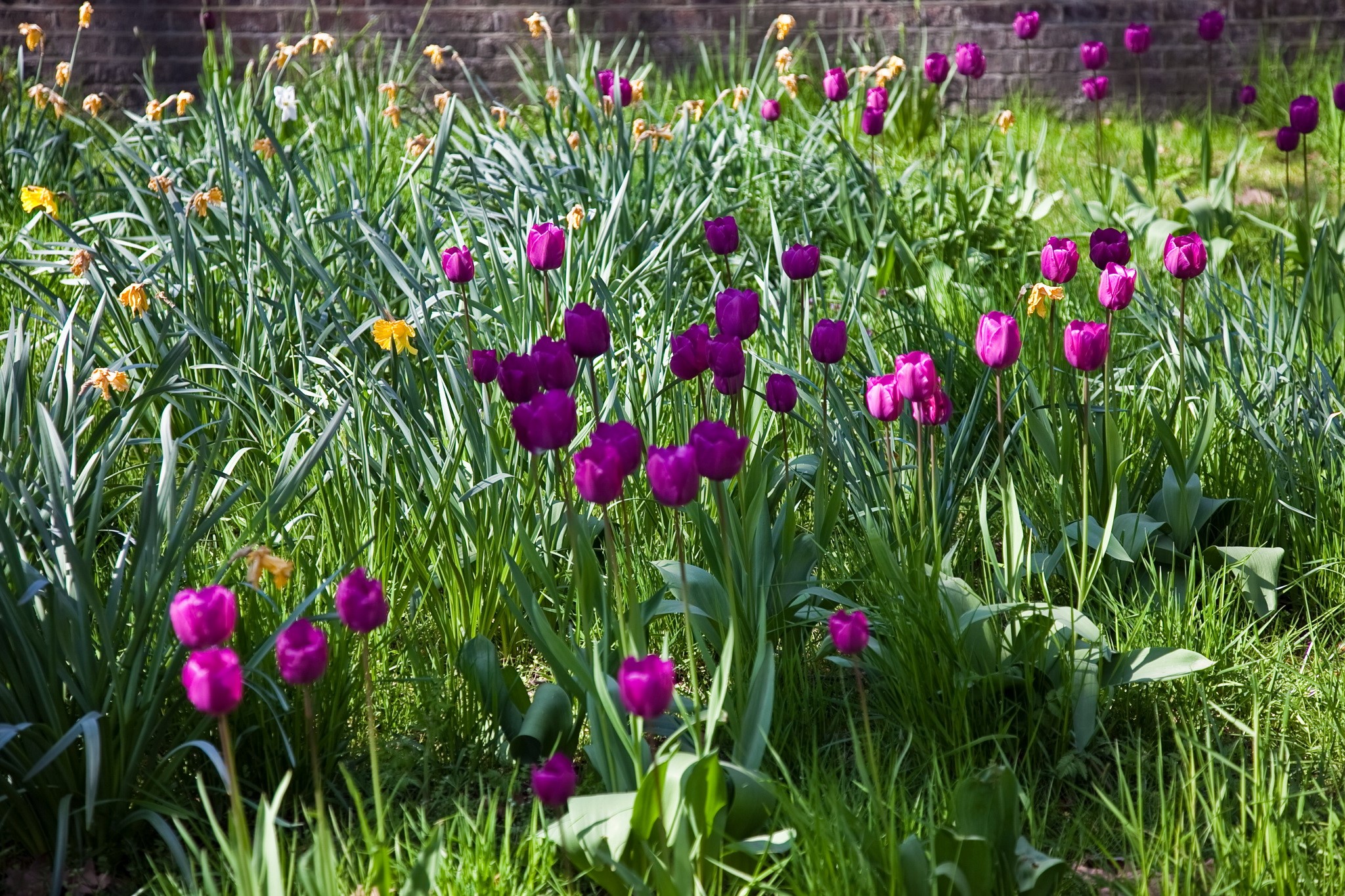 Purple Tulips and Yellow Daffodils in a Garden HD Wallpaper