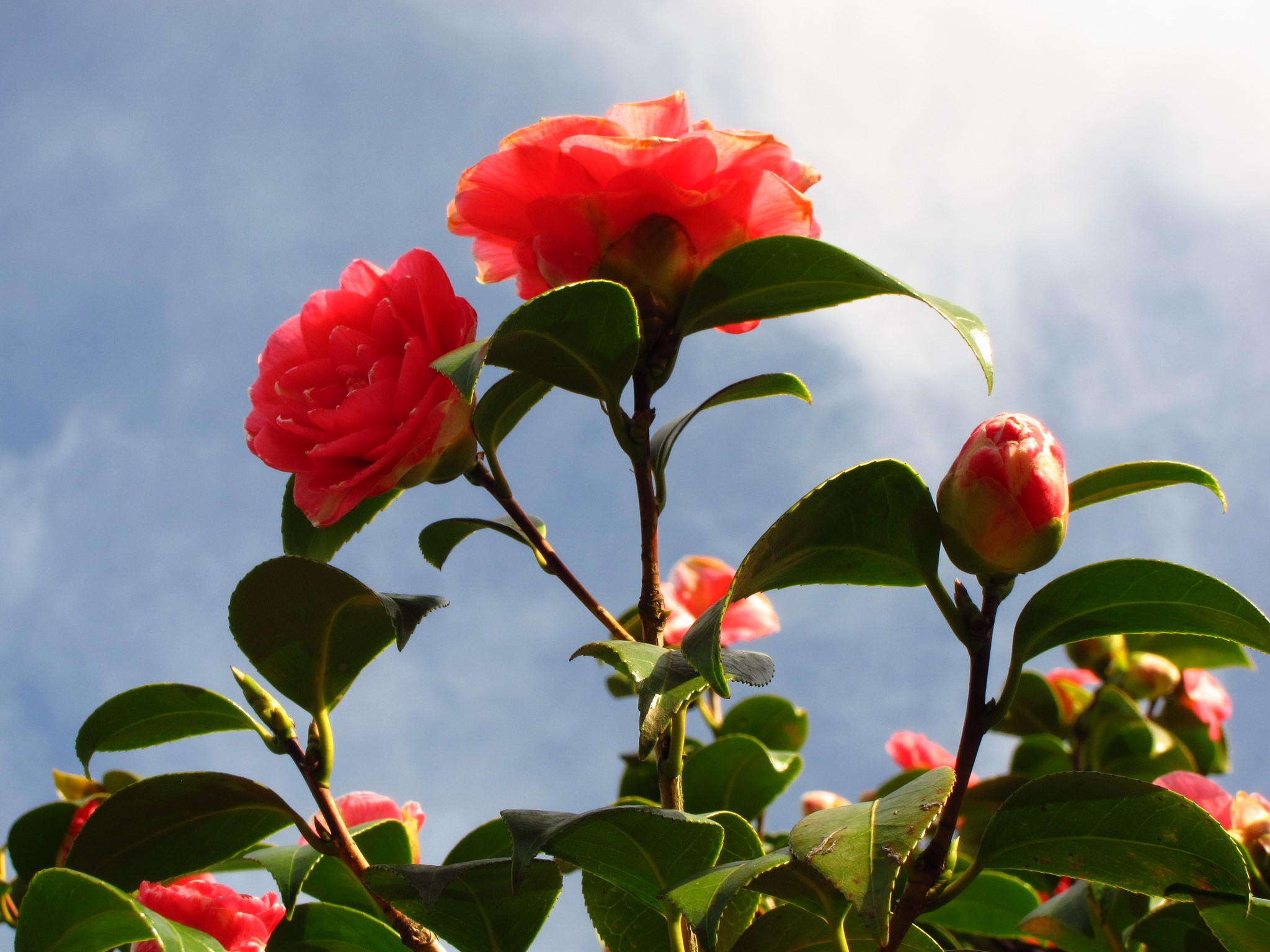 Red Camellia Flowers and Buds Against Blue Sky HD Wallpaper