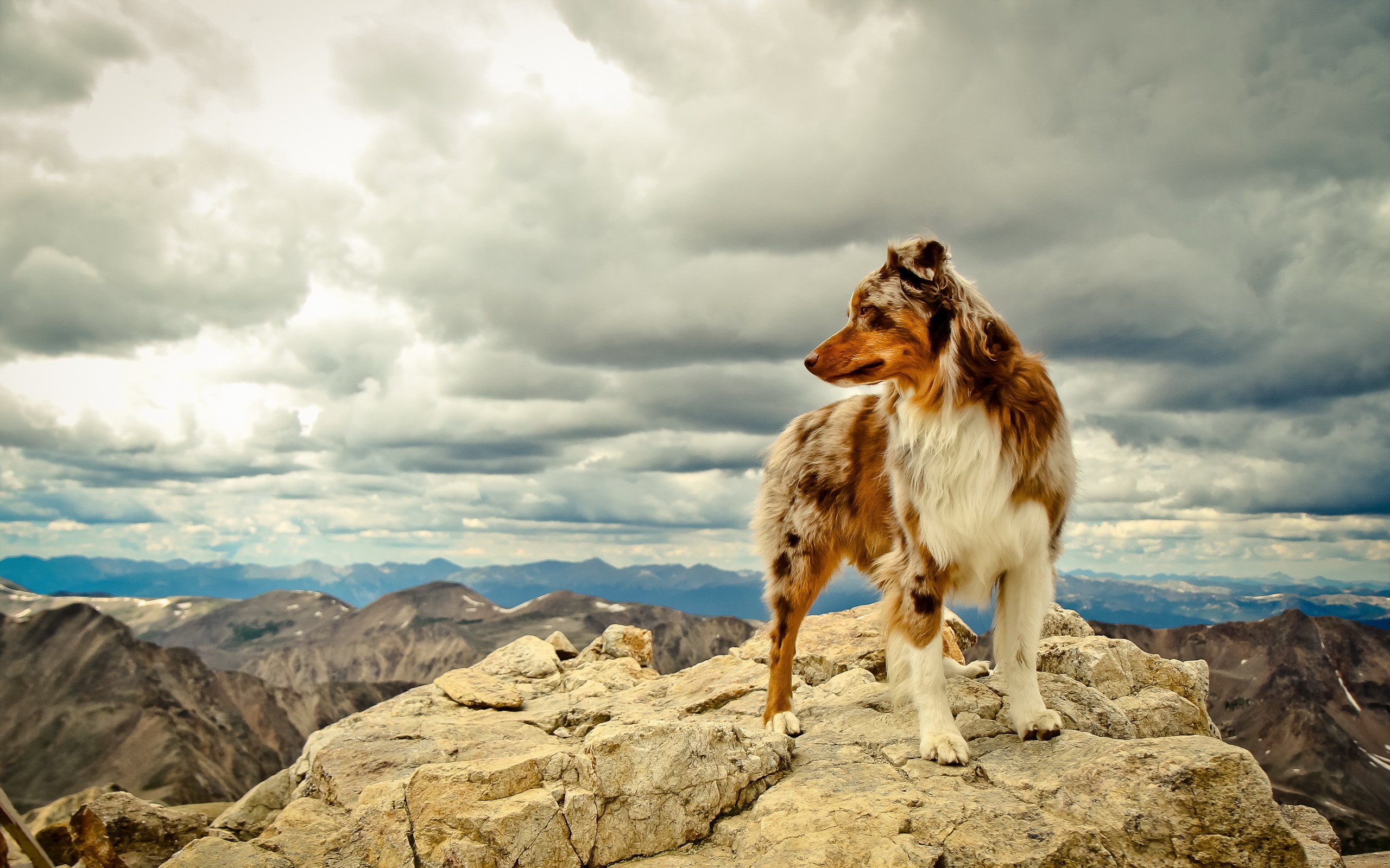 Australian Shepherd dog standing on rocky mountain peak HD Wallpaper