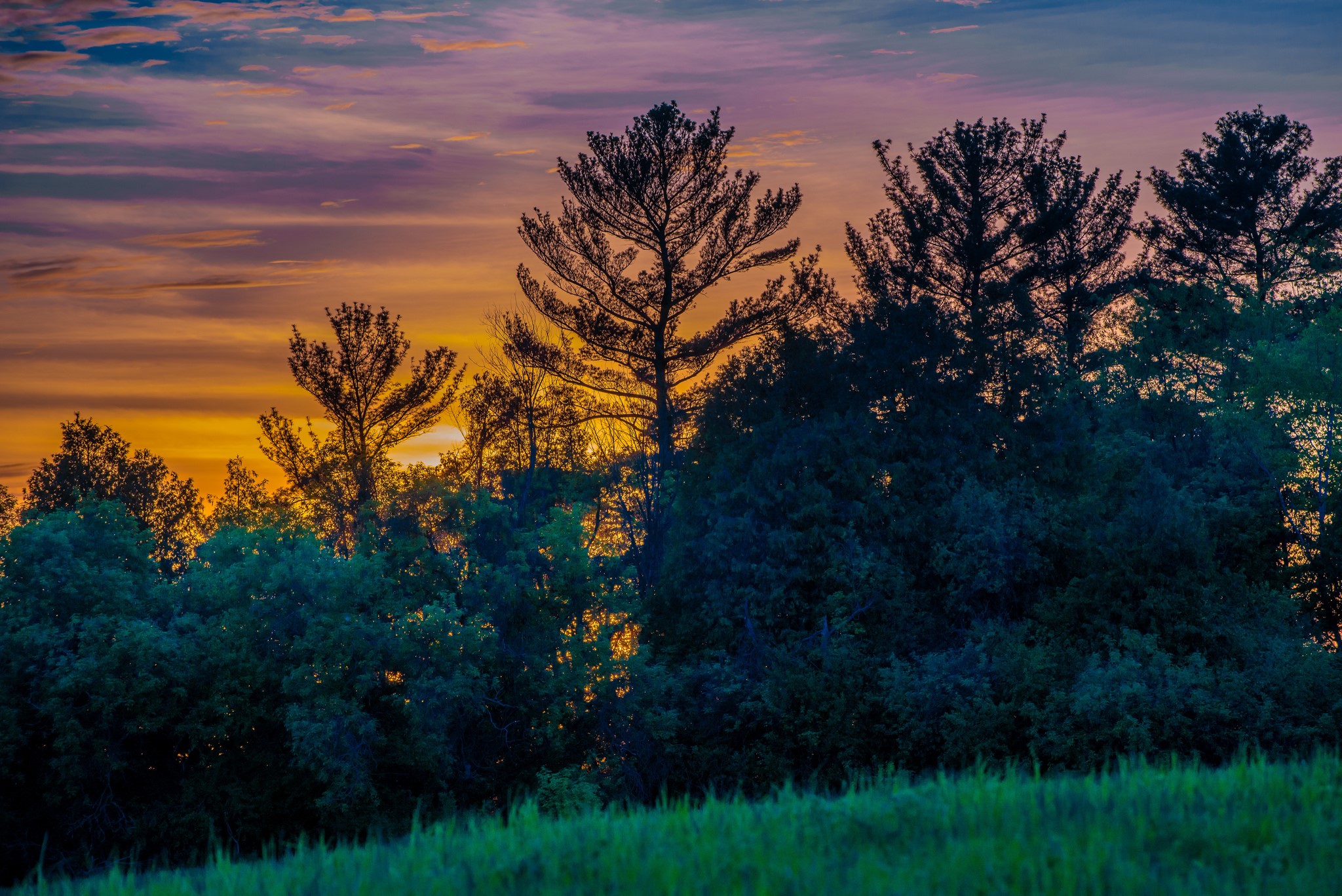 Silhouetted trees against a colorful sunset sky HD Wallpaper