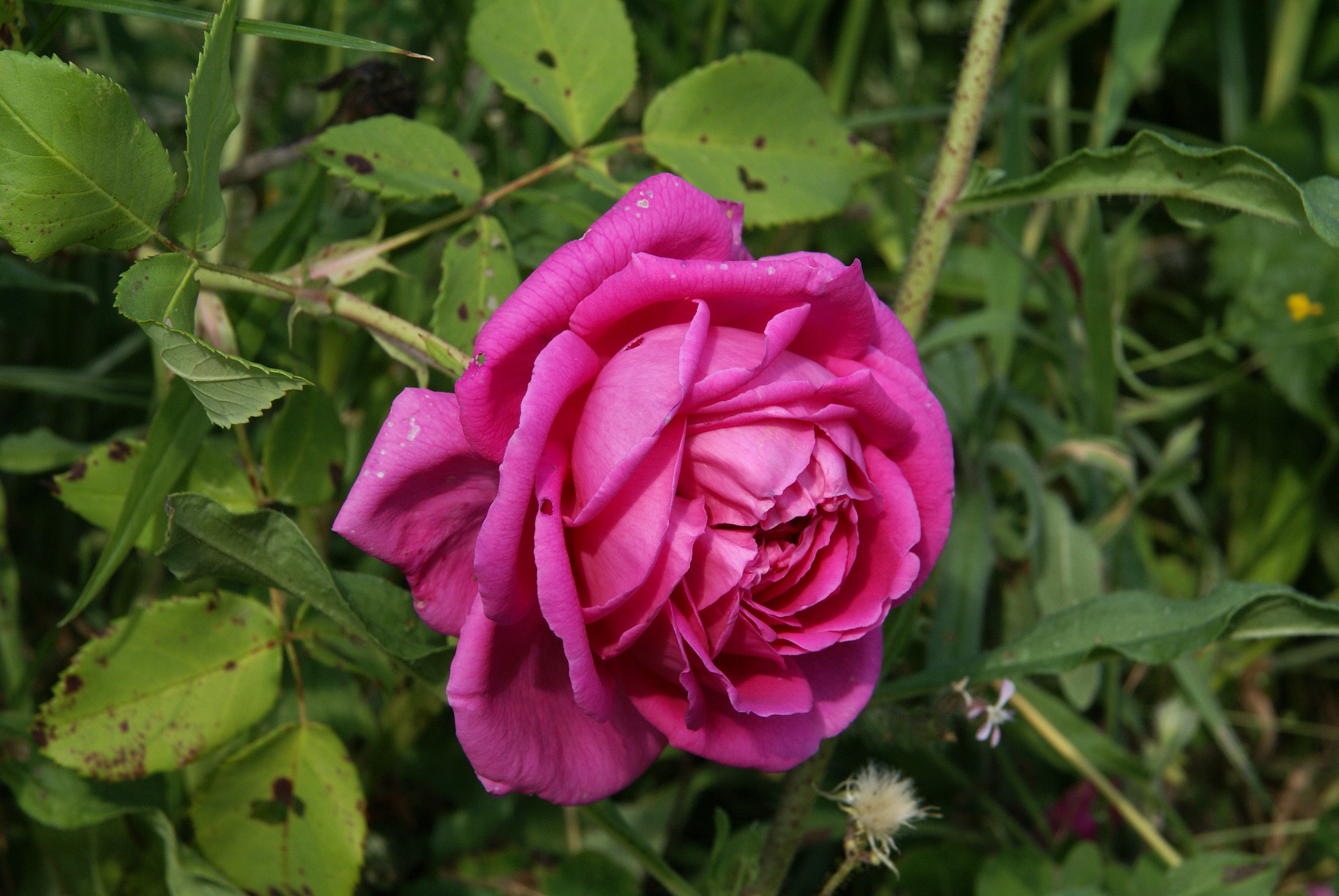 A vibrant pink rose in bloom surrounded by green foliage HD Wallpaper