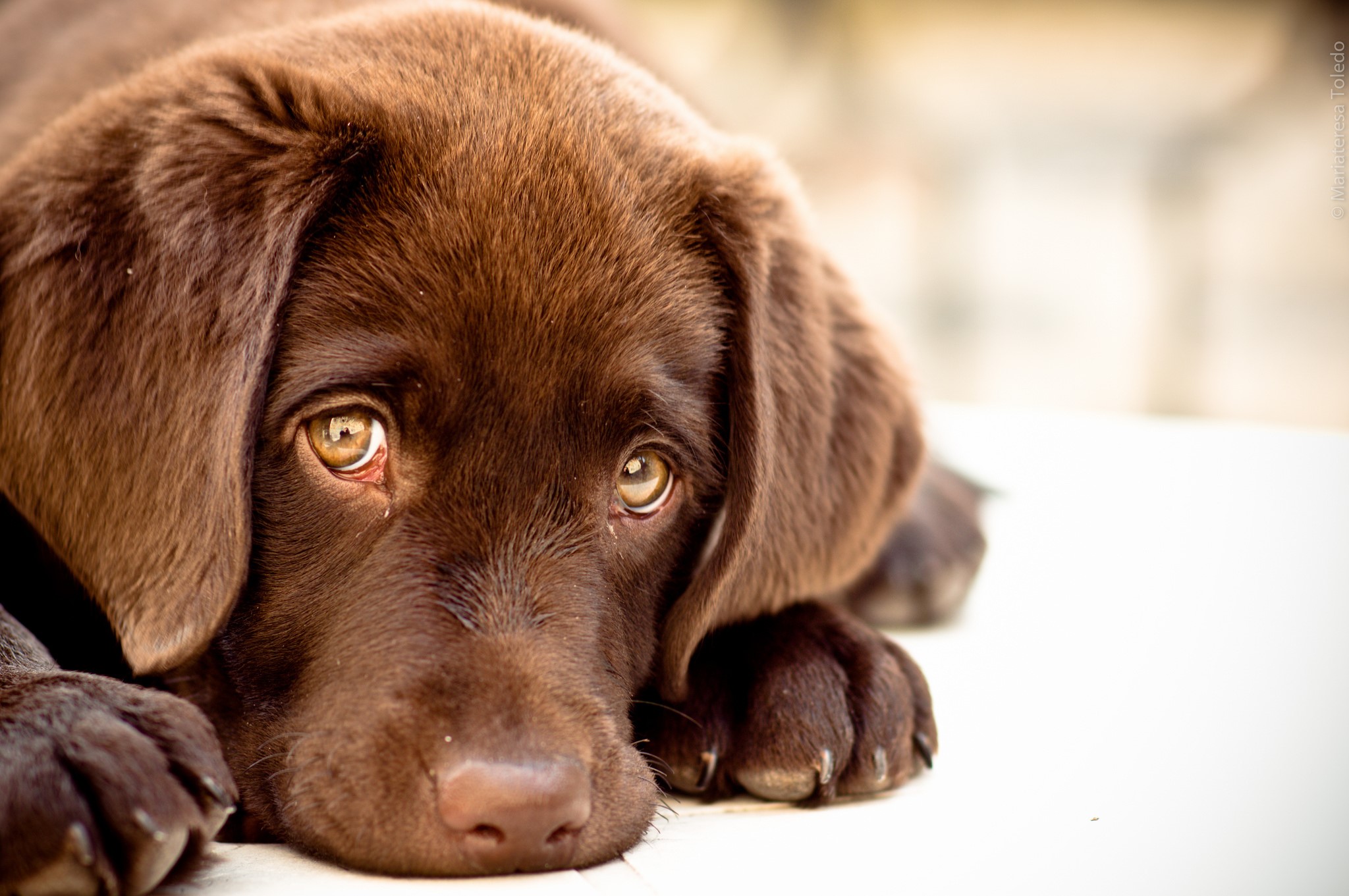 Chocolate Labrador Retriever puppy looking up HD Wallpaper