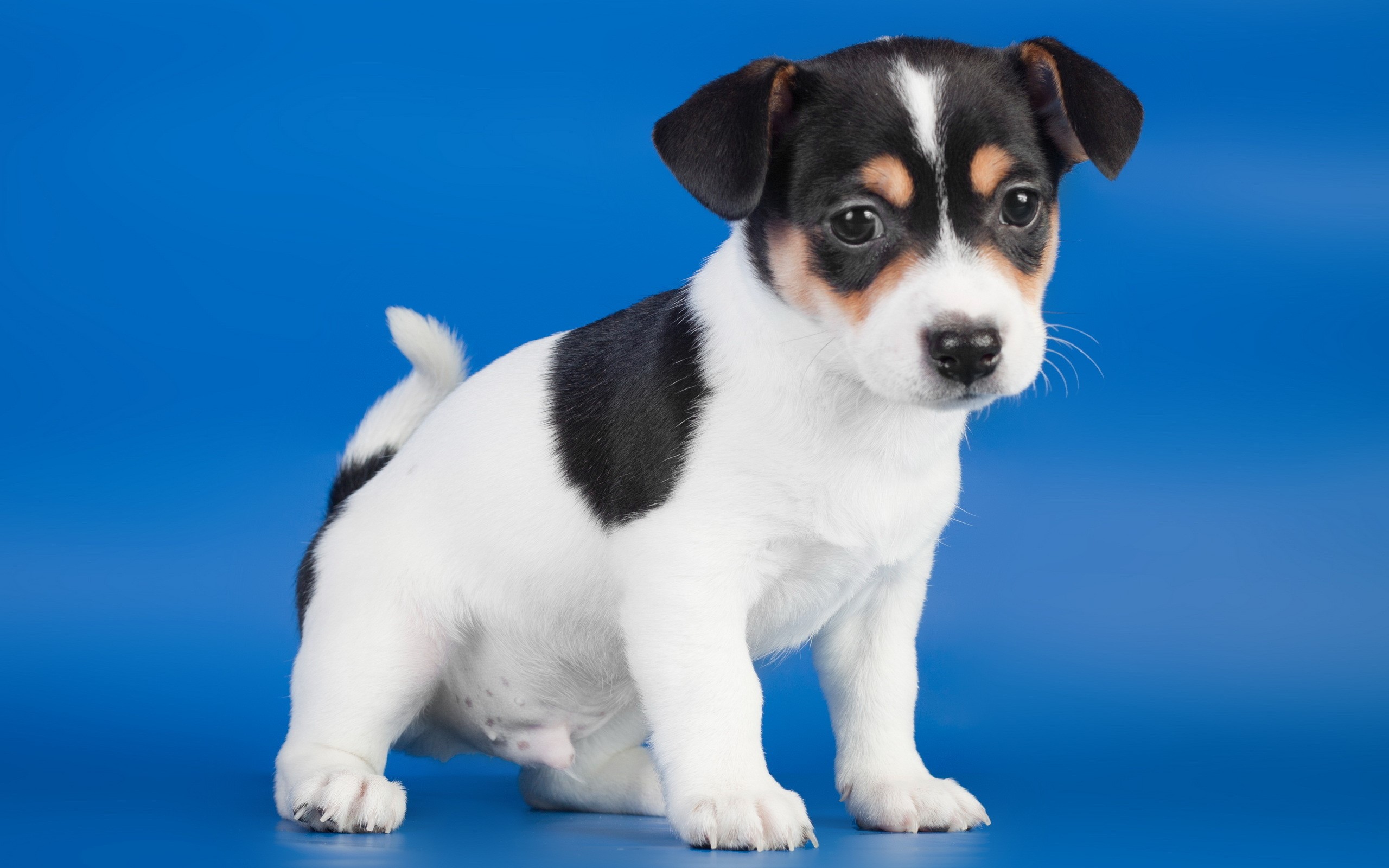 Jack Russell Terrier Puppy HD Wallpaper