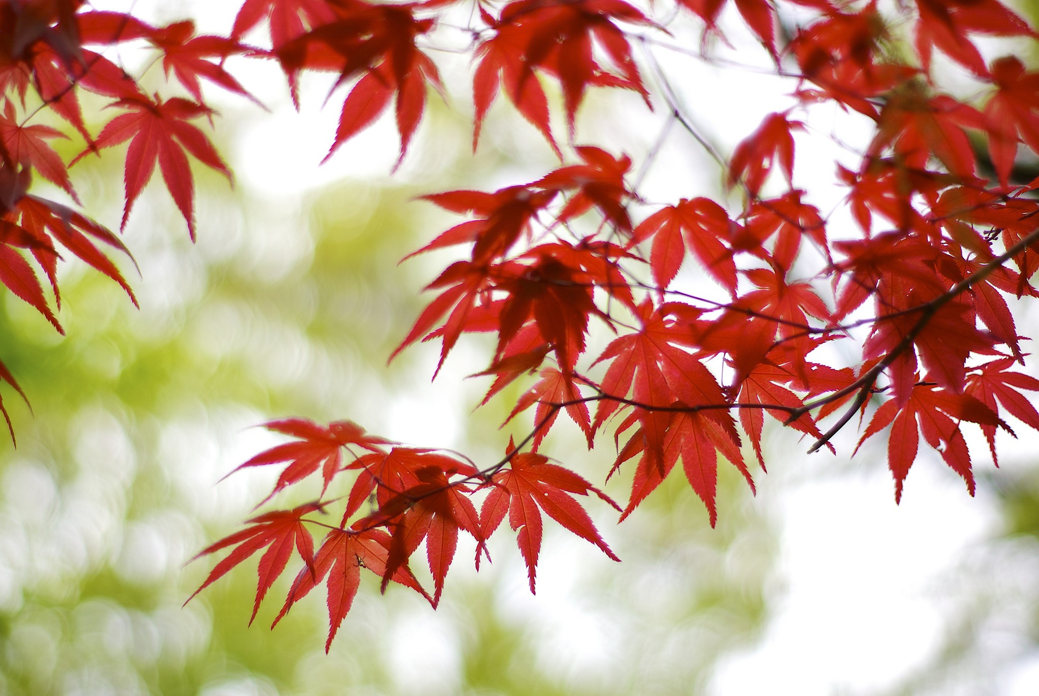 Red Maple Leaves on Branches HD Wallpaper
