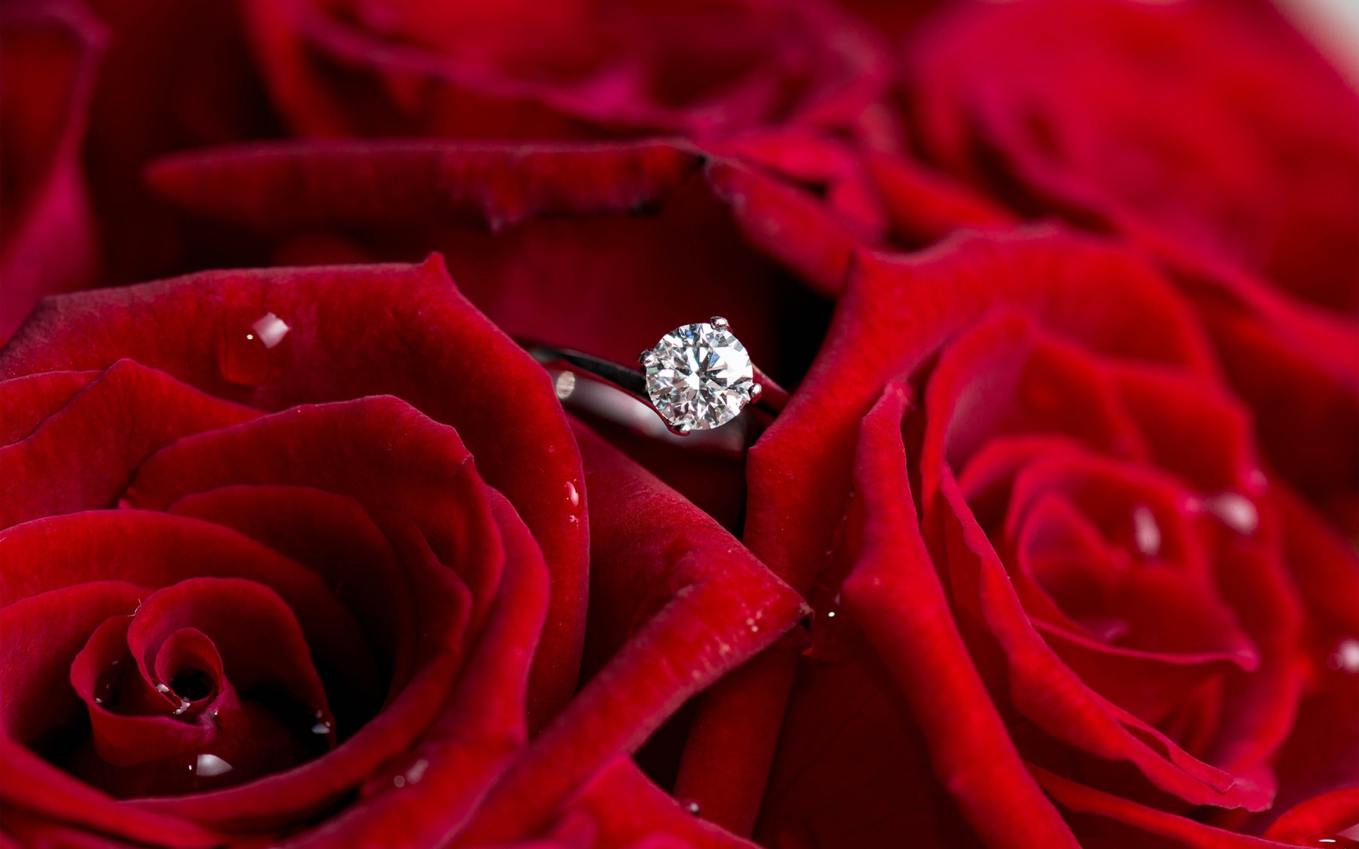 Diamond ring on red roses with water droplets HD Wallpaper
