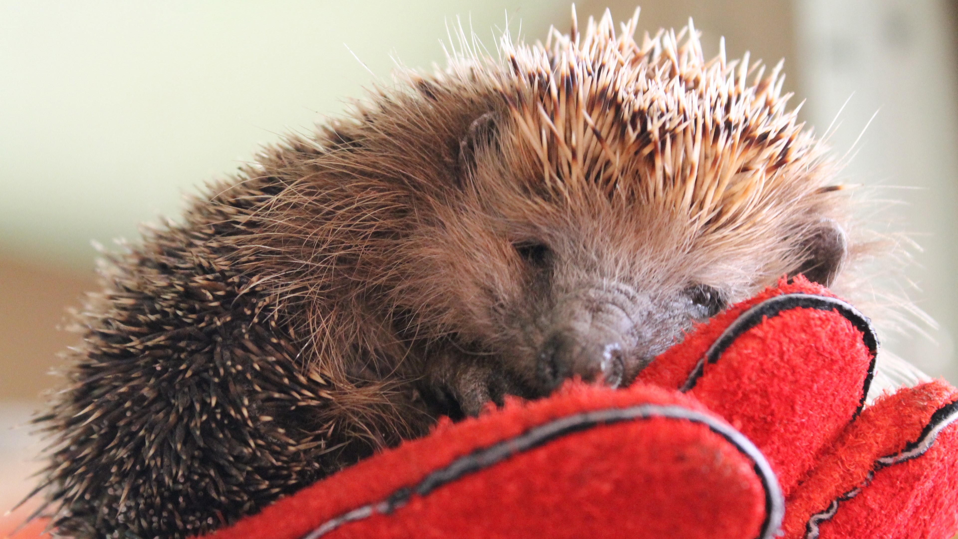 Hedgehog resting on red gloves HD Wallpaper