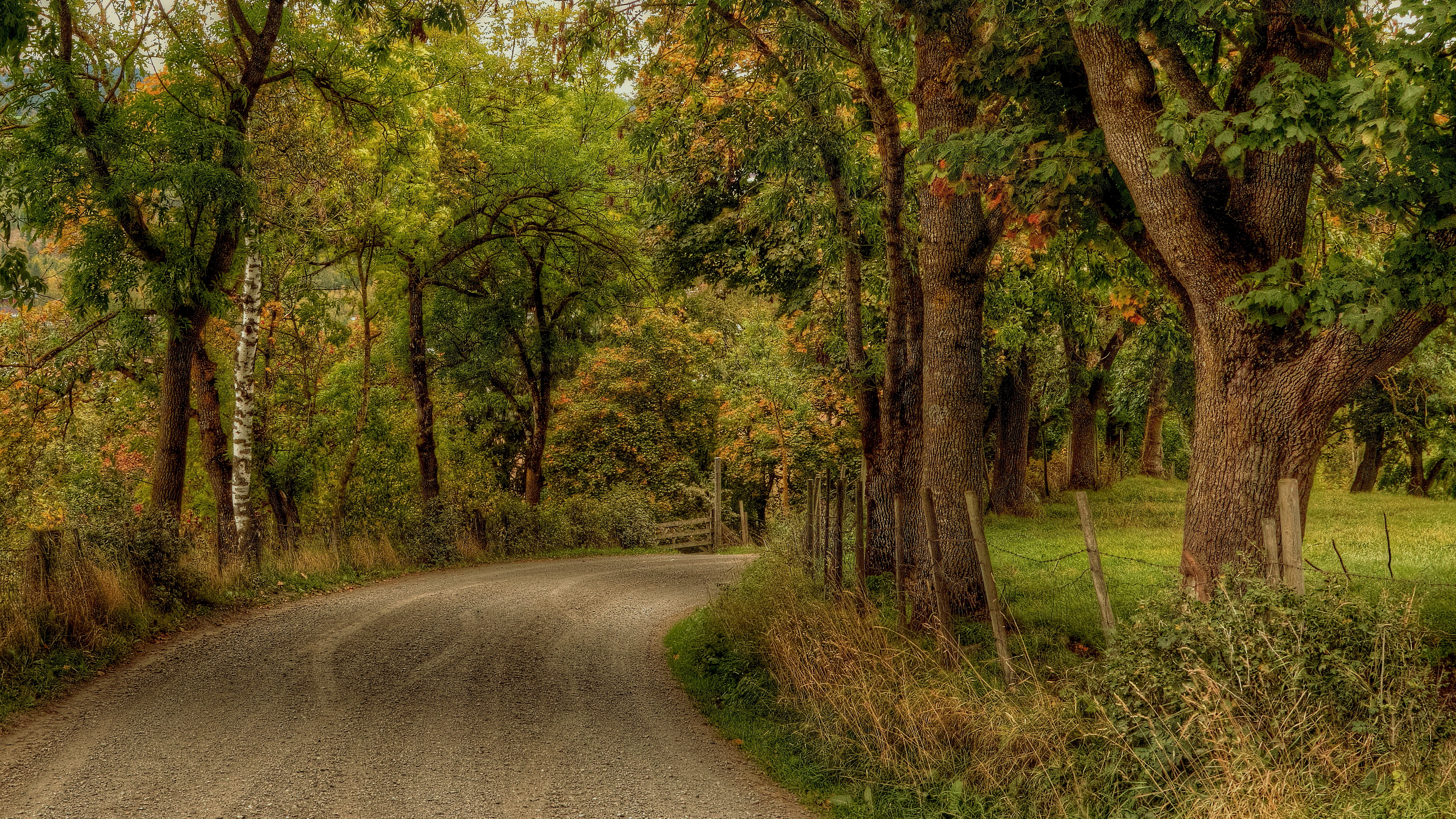 Gravel road curves through a forest with autumn foliage HD Wallpaper