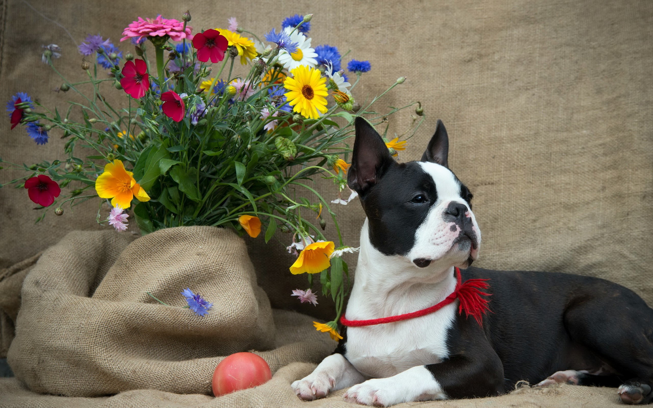 Boston Terrier dog with flowers and burlap HD Wallpaper