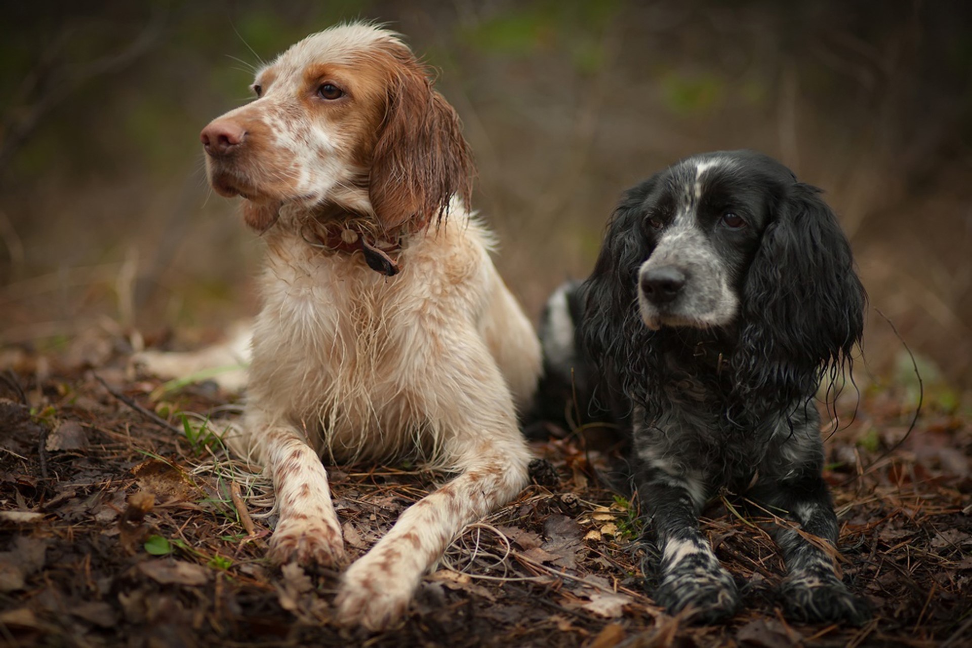 Two spaniels lying on the forest floor HD Wallpaper