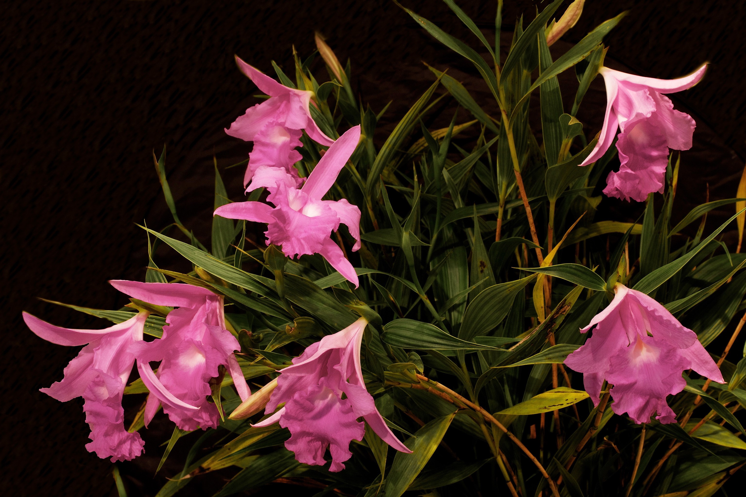 Pink orchids with green leaves on dark background HD Wallpaper