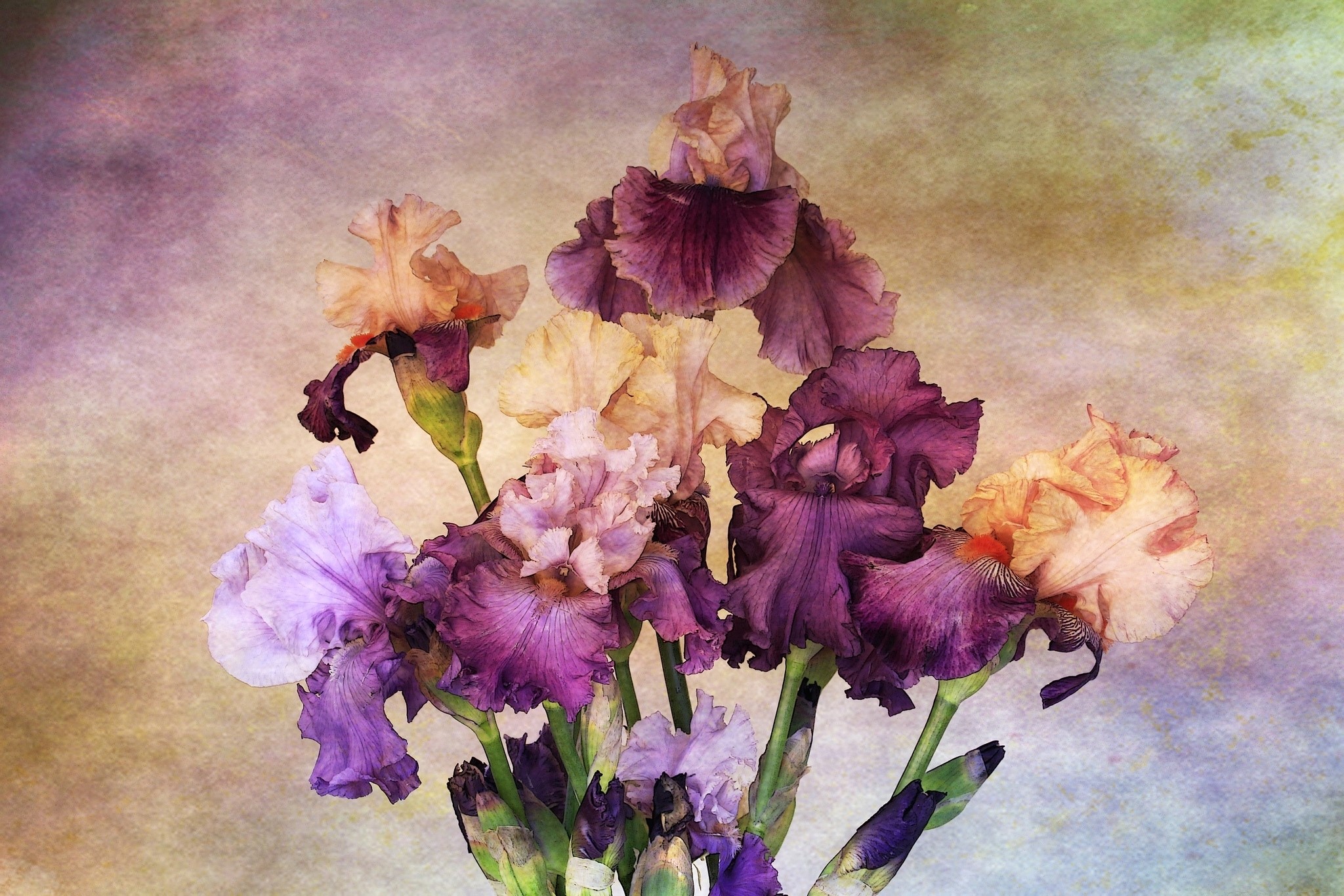 A textured painting of a bouquet of irises HD Wallpaper