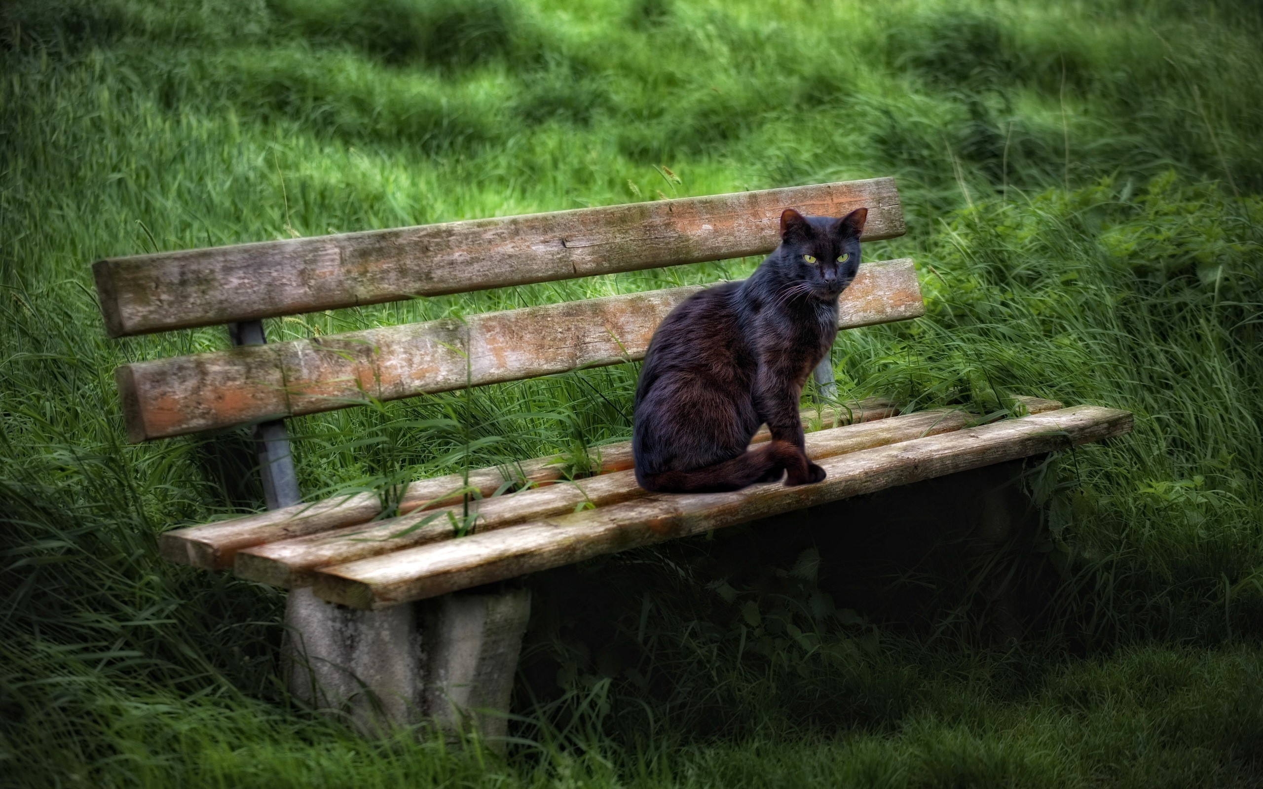 Black cat sitting on a wooden bench in grass HD Wallpaper