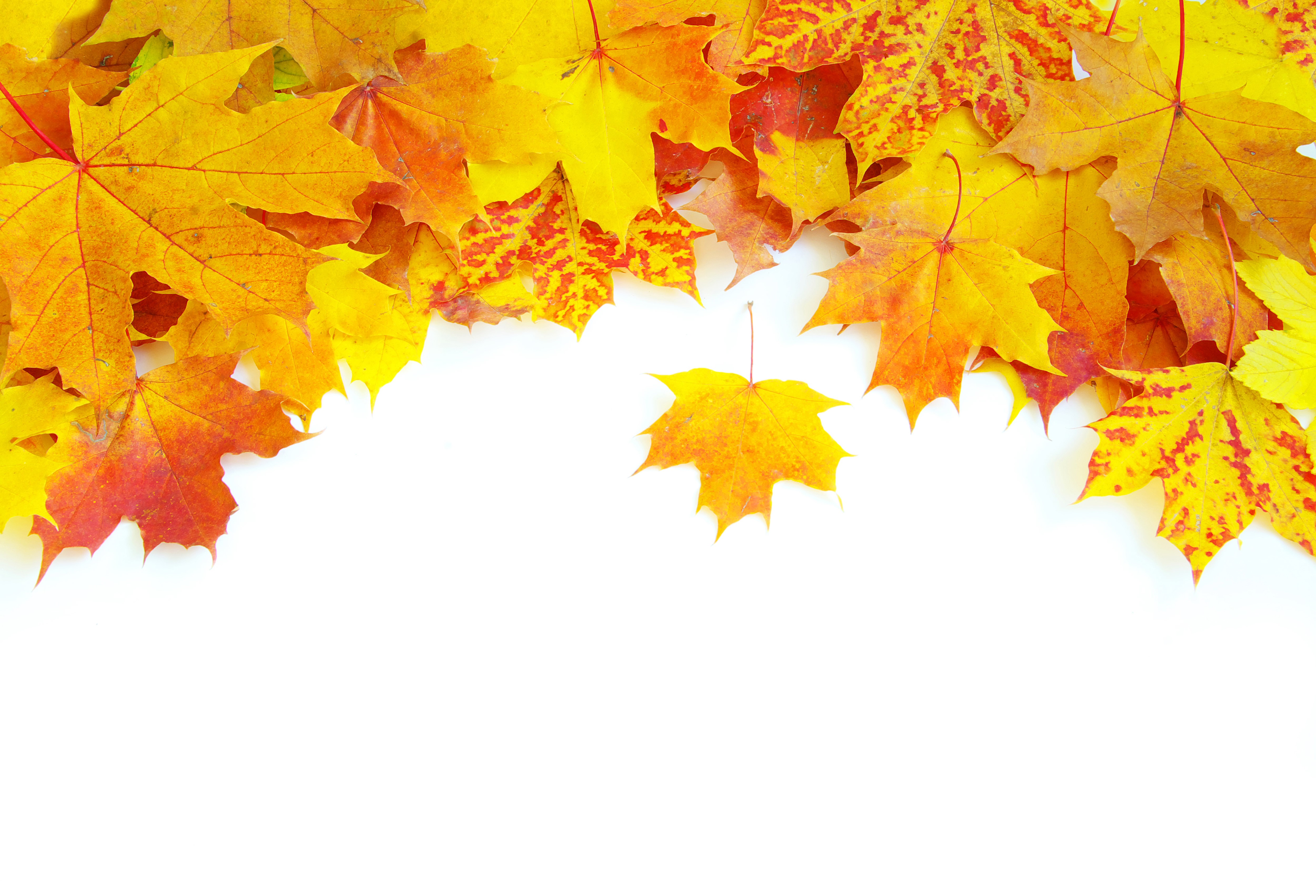 Autumn Maple Leaves Border HD Wallpaper